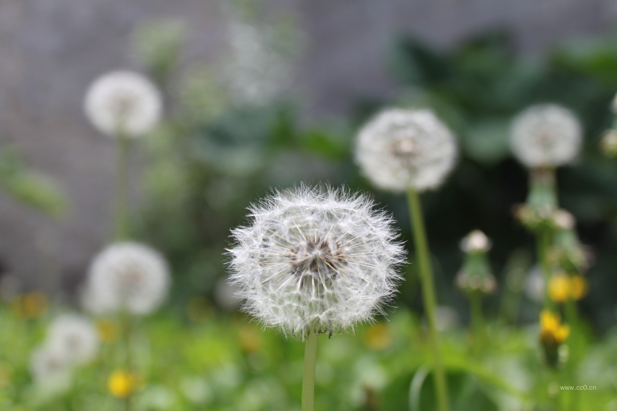 蒲公英的图片