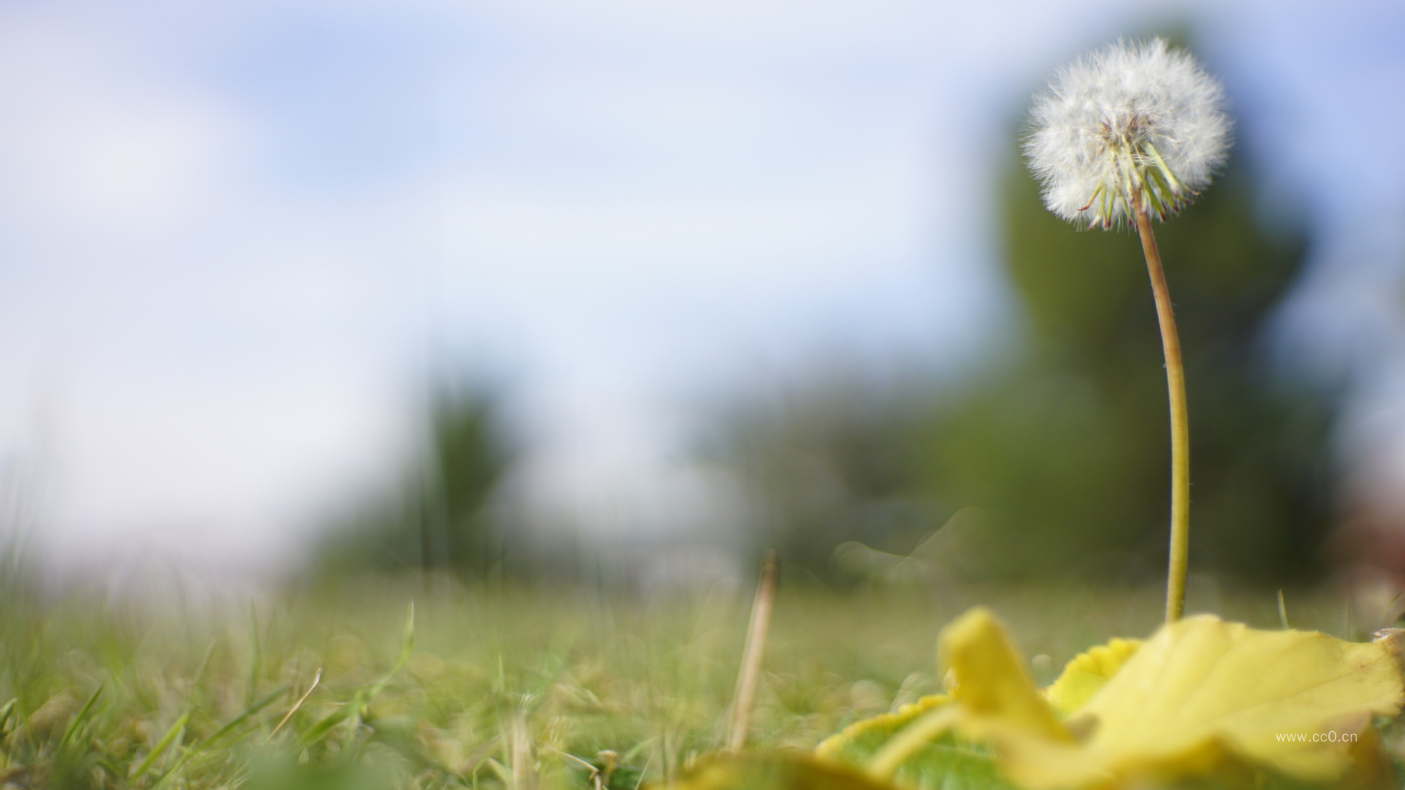 蒲公英的背景图片