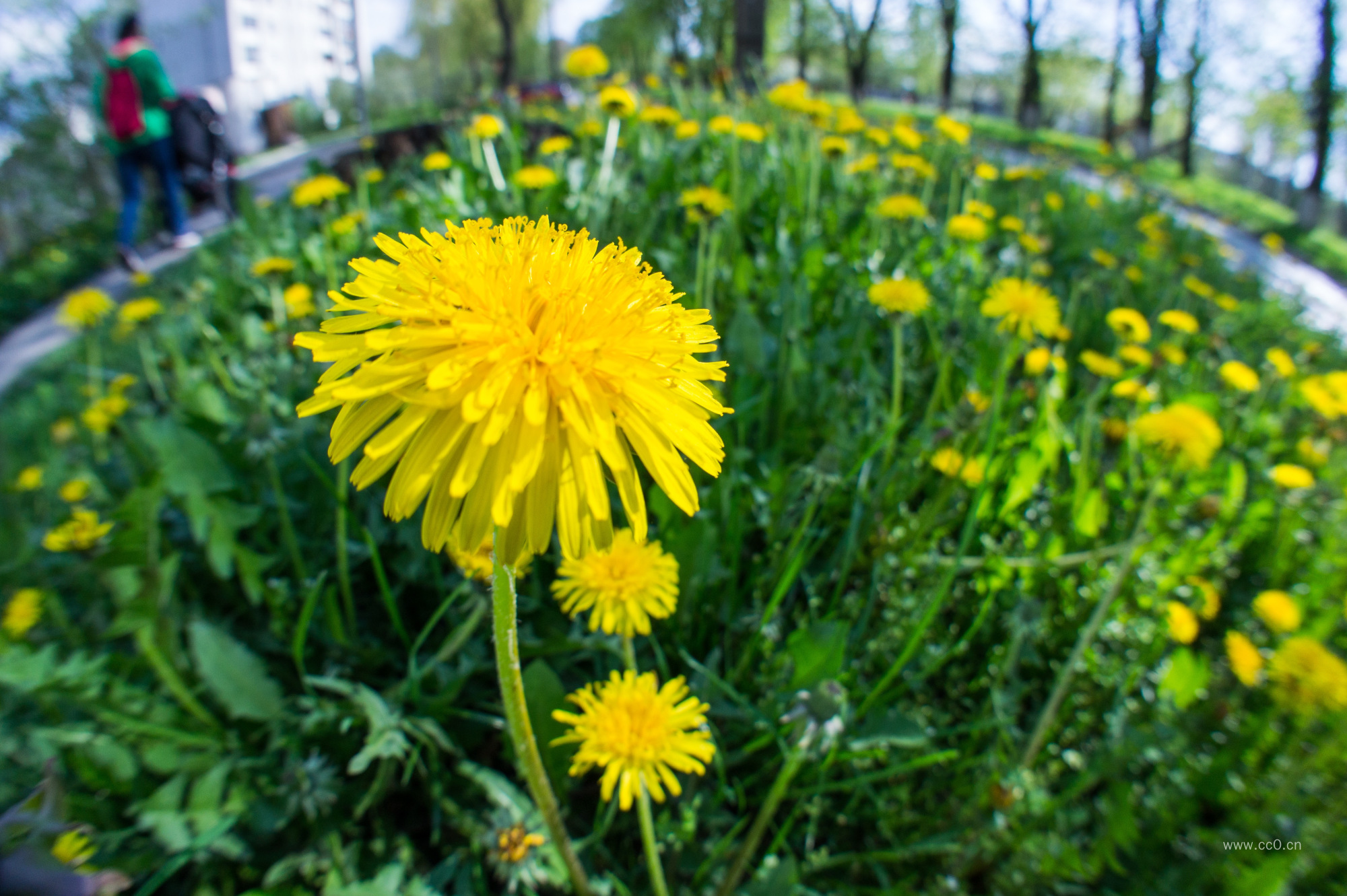 蒲公英的花朵图片