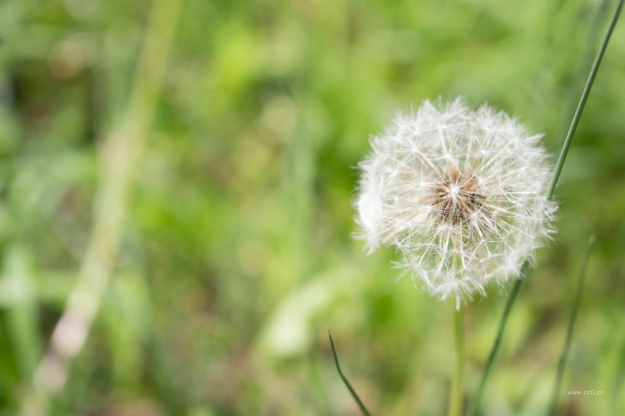 蒲公英背景图片