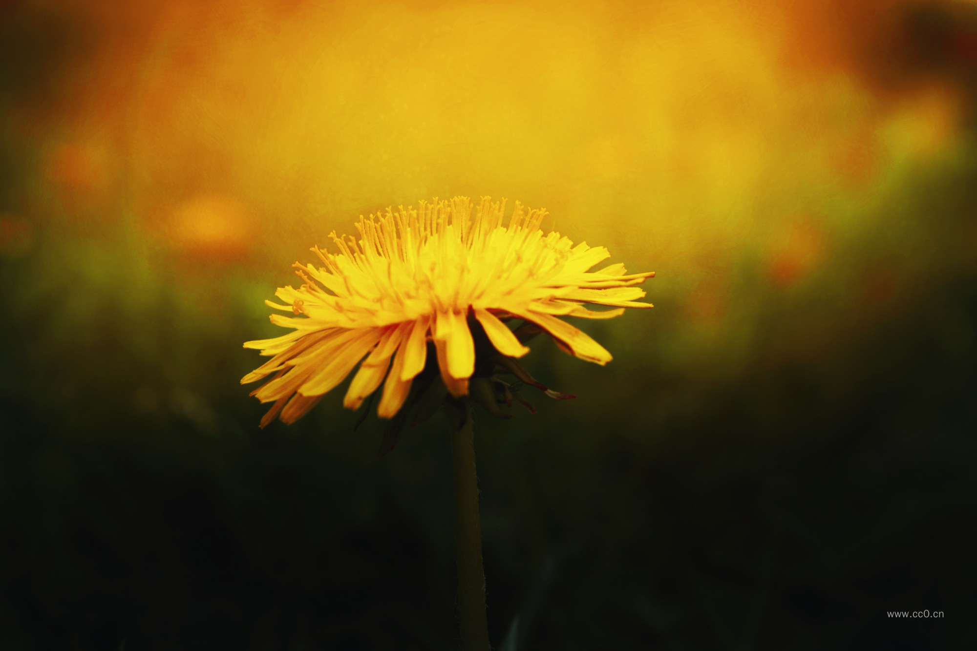 蒲公英花朵特写