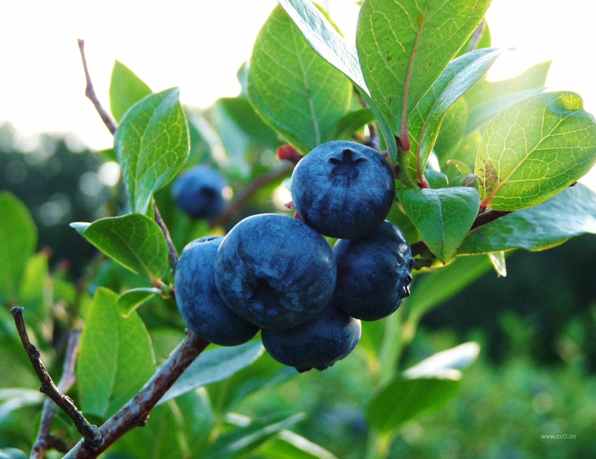 树上的蓝莓图片