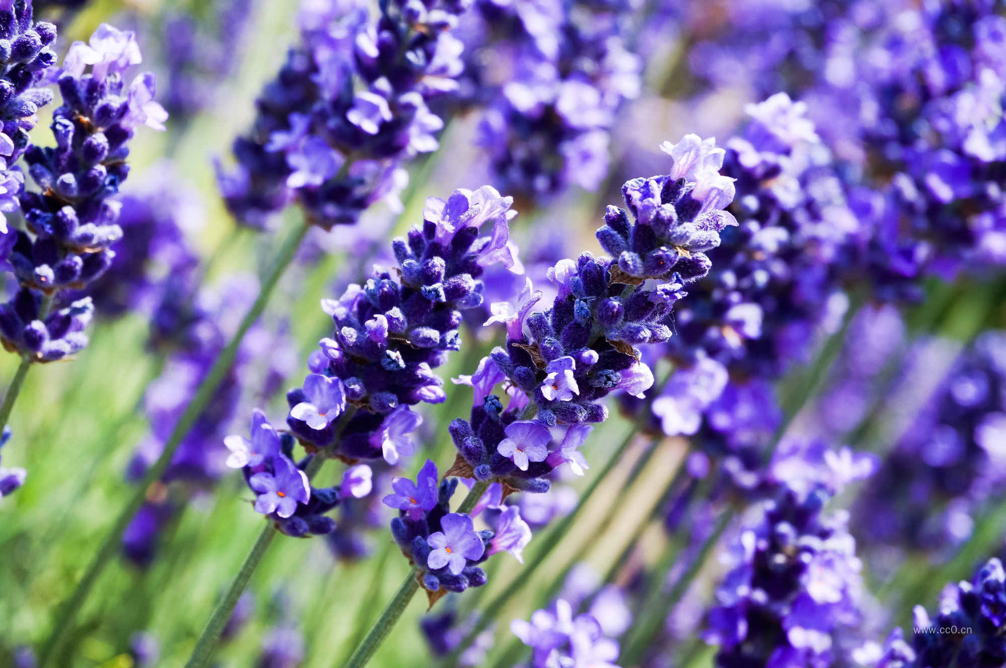 薰衣草图片