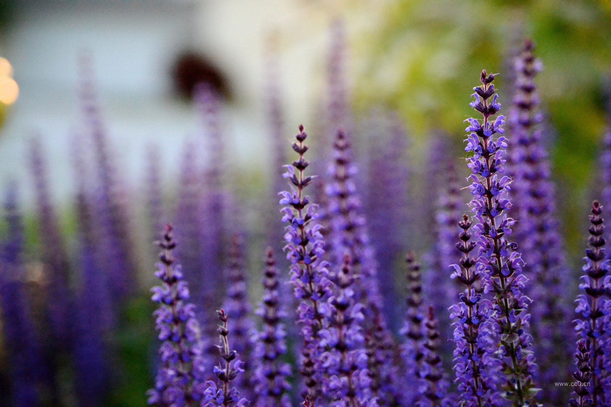 薰衣草植物图片