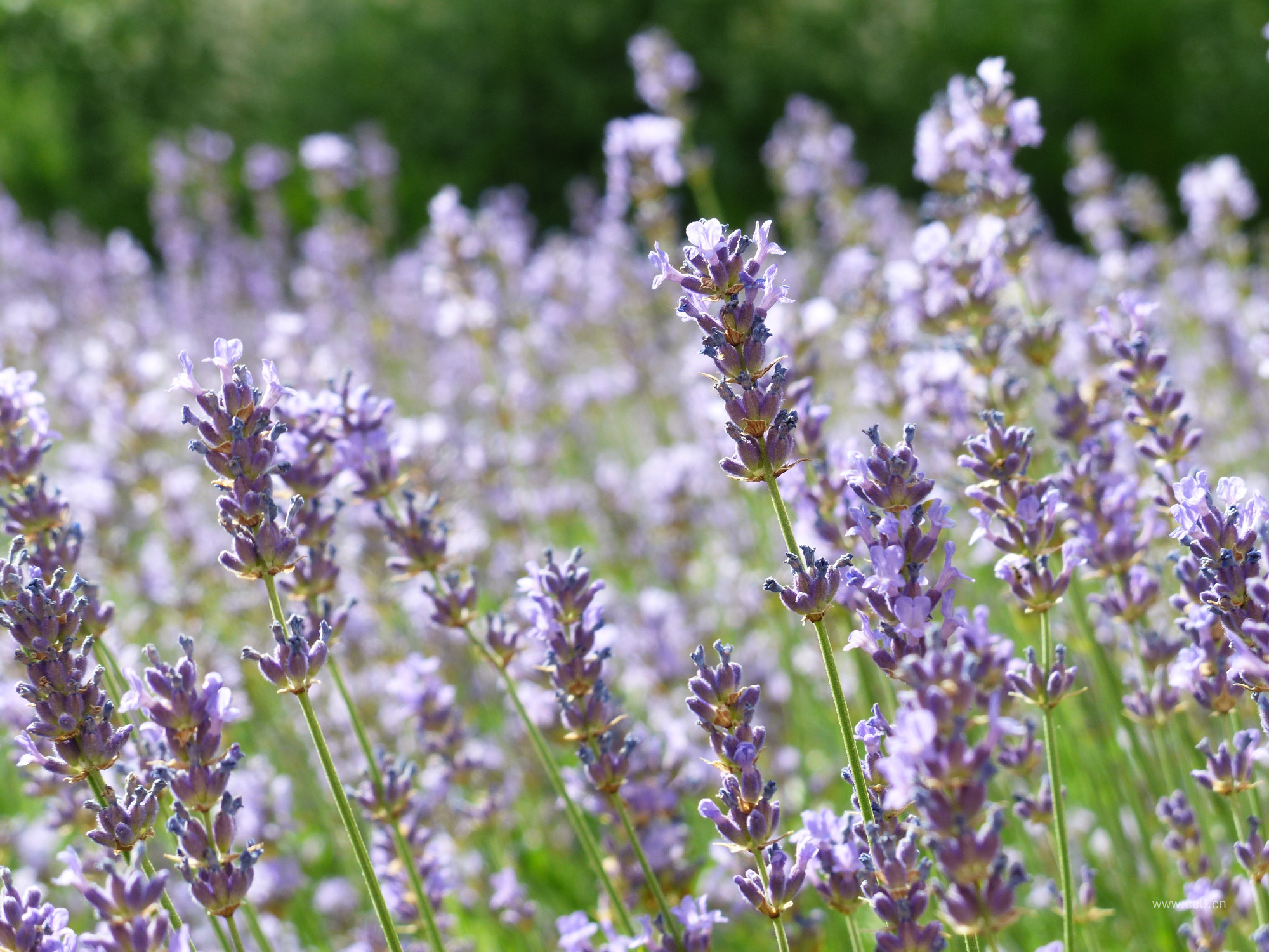 薰衣草花朵图片