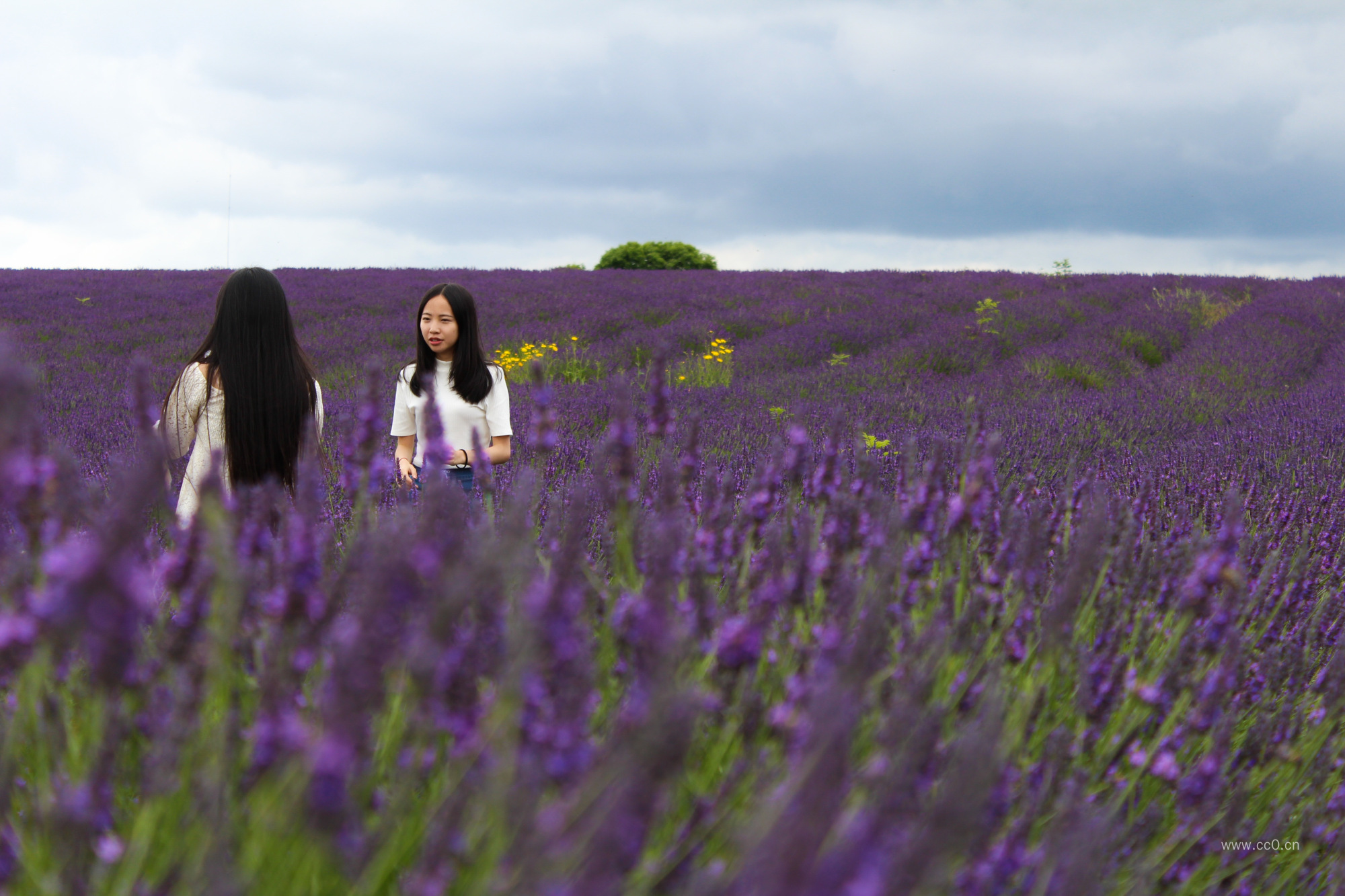 薰衣草花海田园的人物风景图片