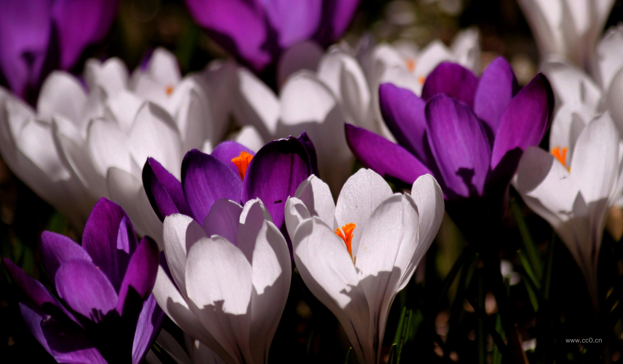 紫色与白色的藏红花图片