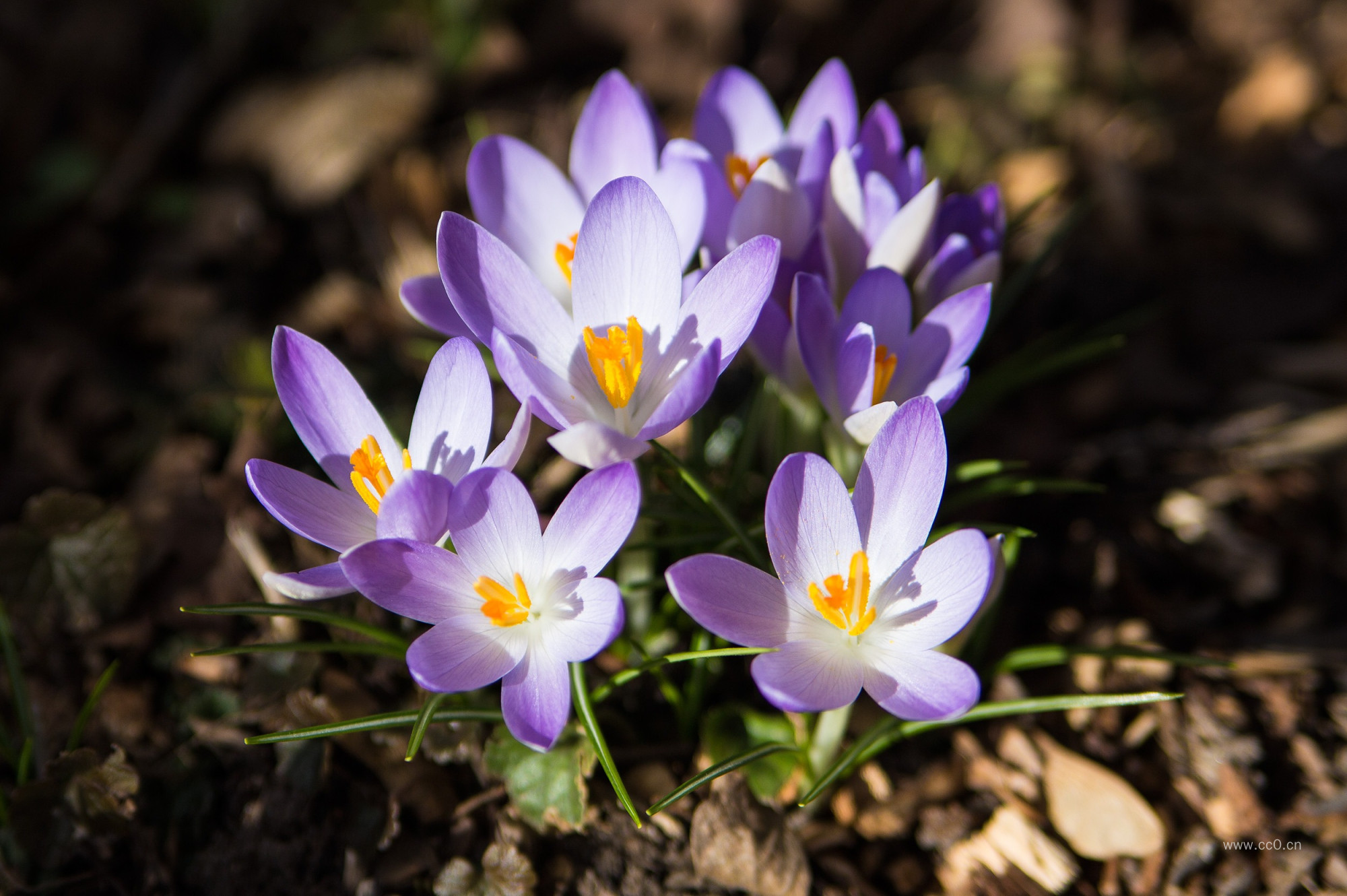 紫色的藏红花花朵图片