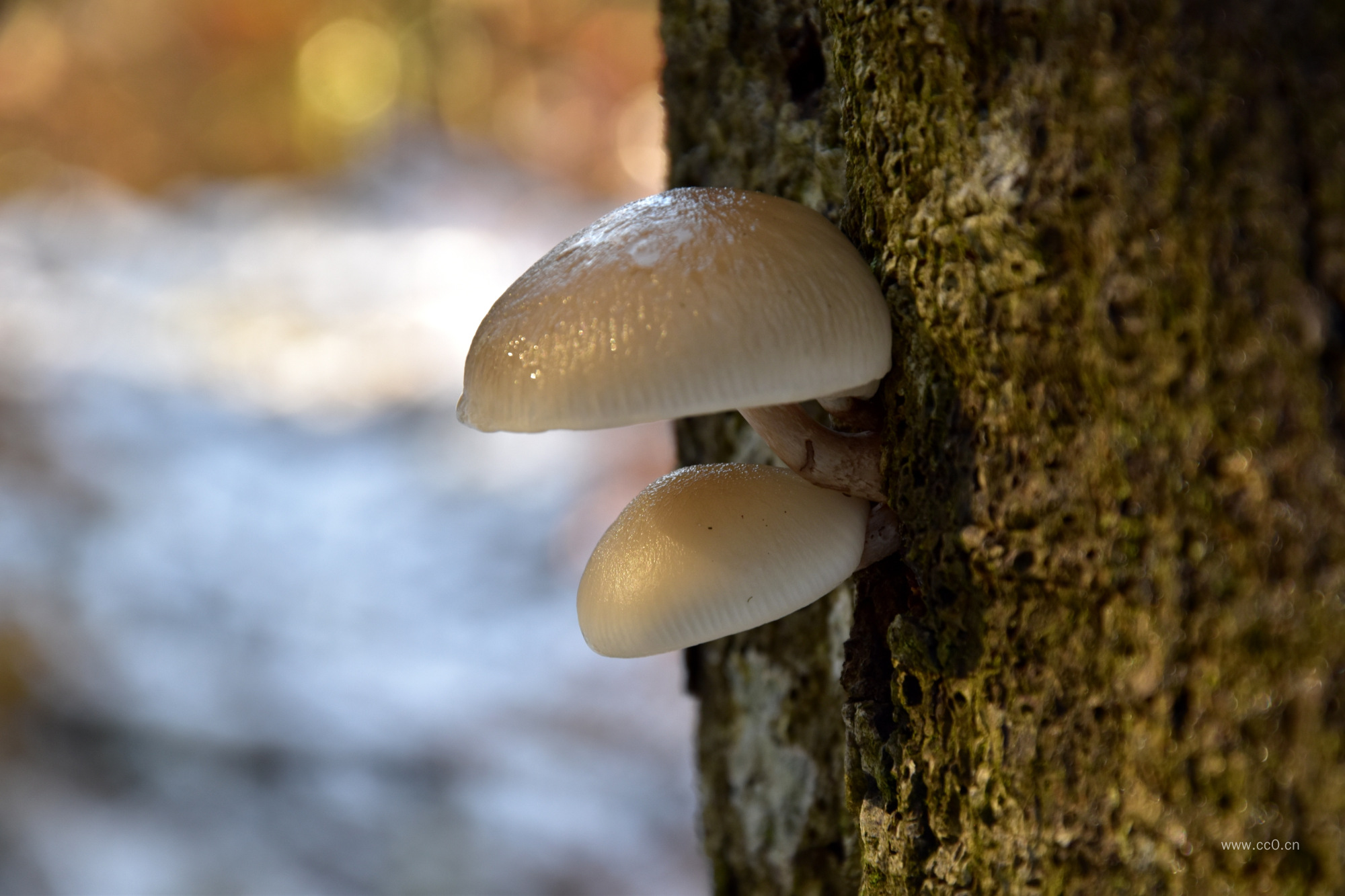 树干上长出的菌类植物