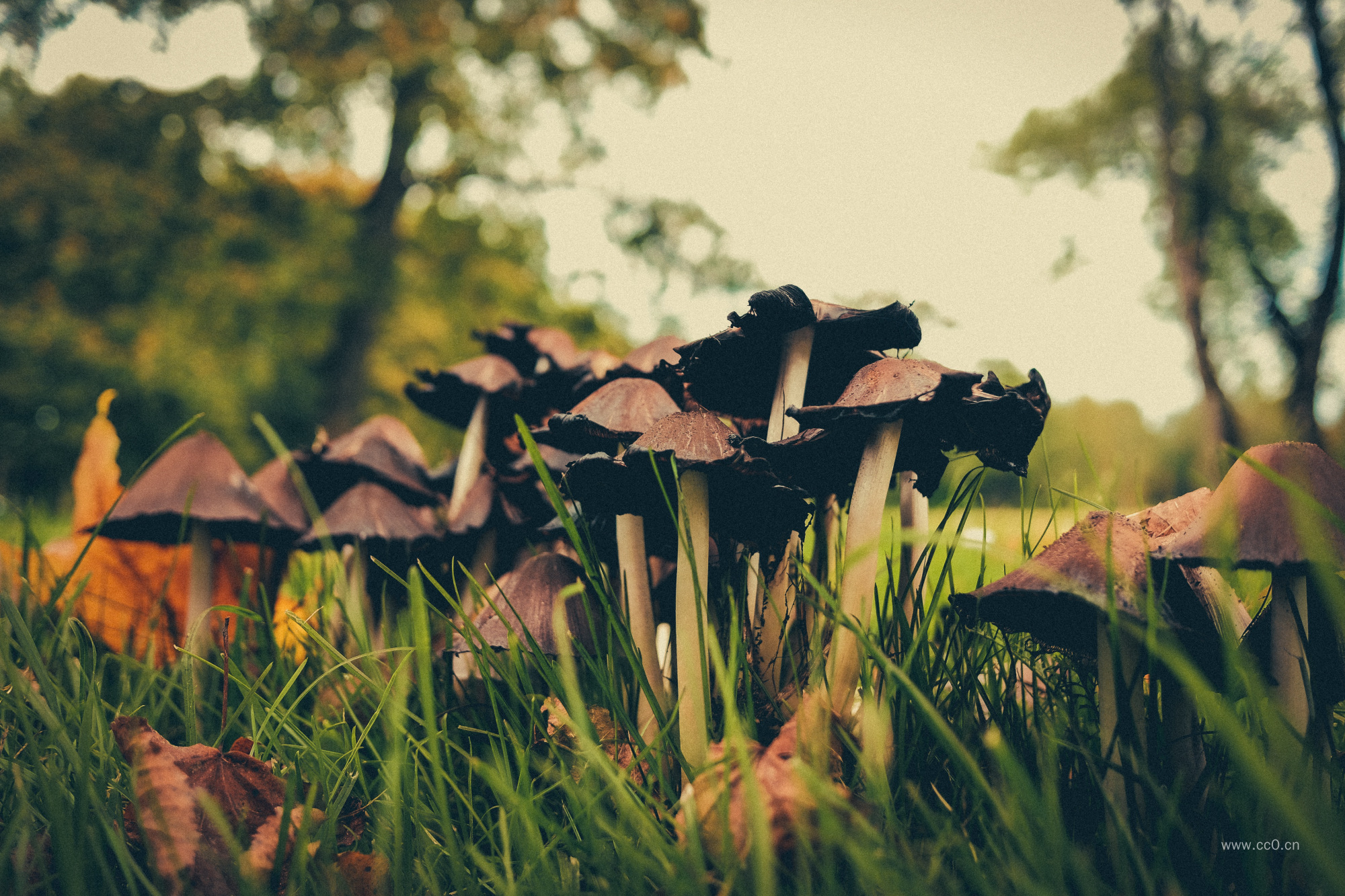 蘑菇与青草植物图片