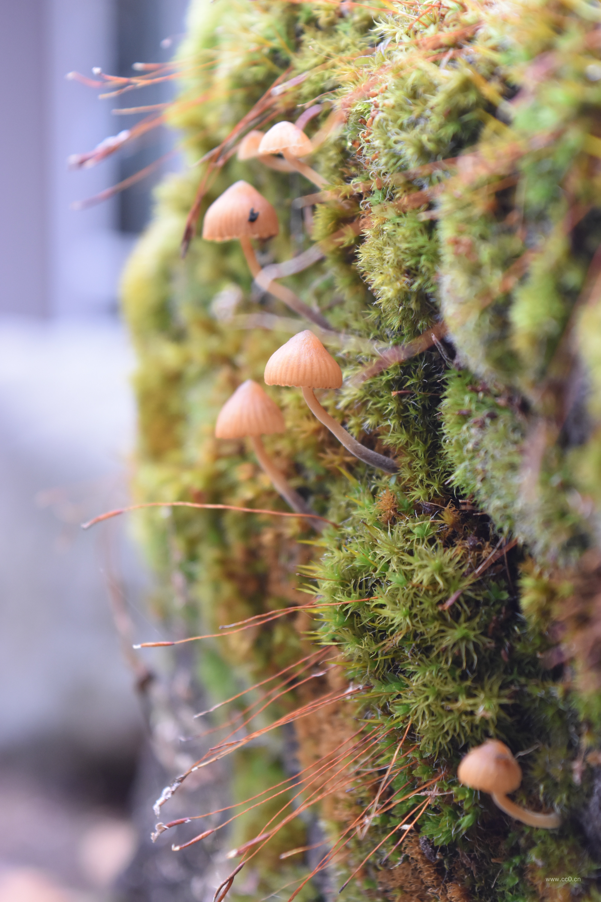 青苔与蘑菇植物图片
