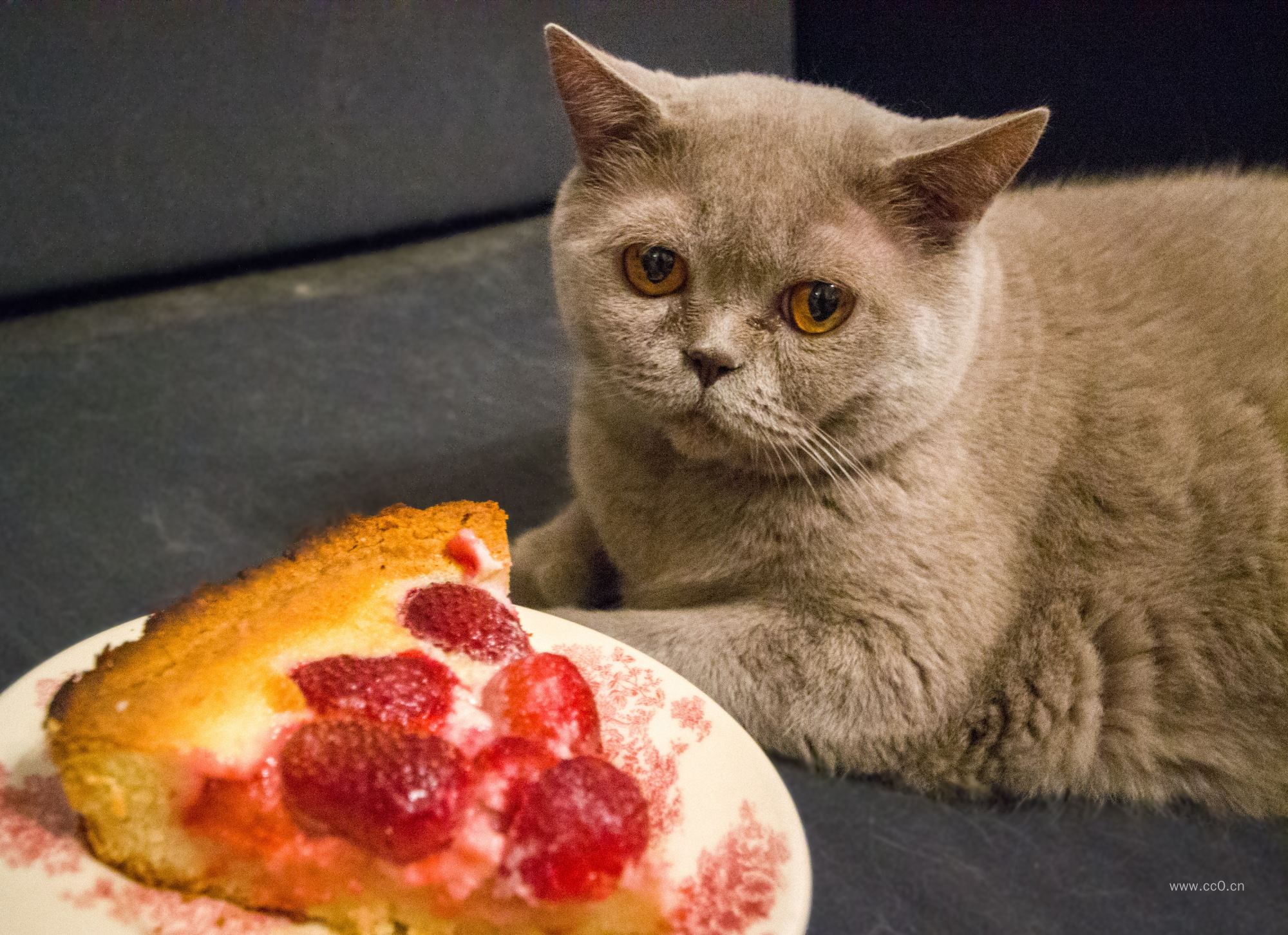 肥猫与盘子里的蛋糕图片