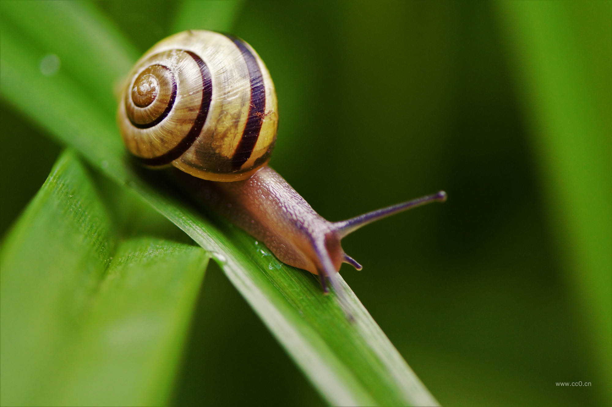 绿叶上的蜗牛特写图片