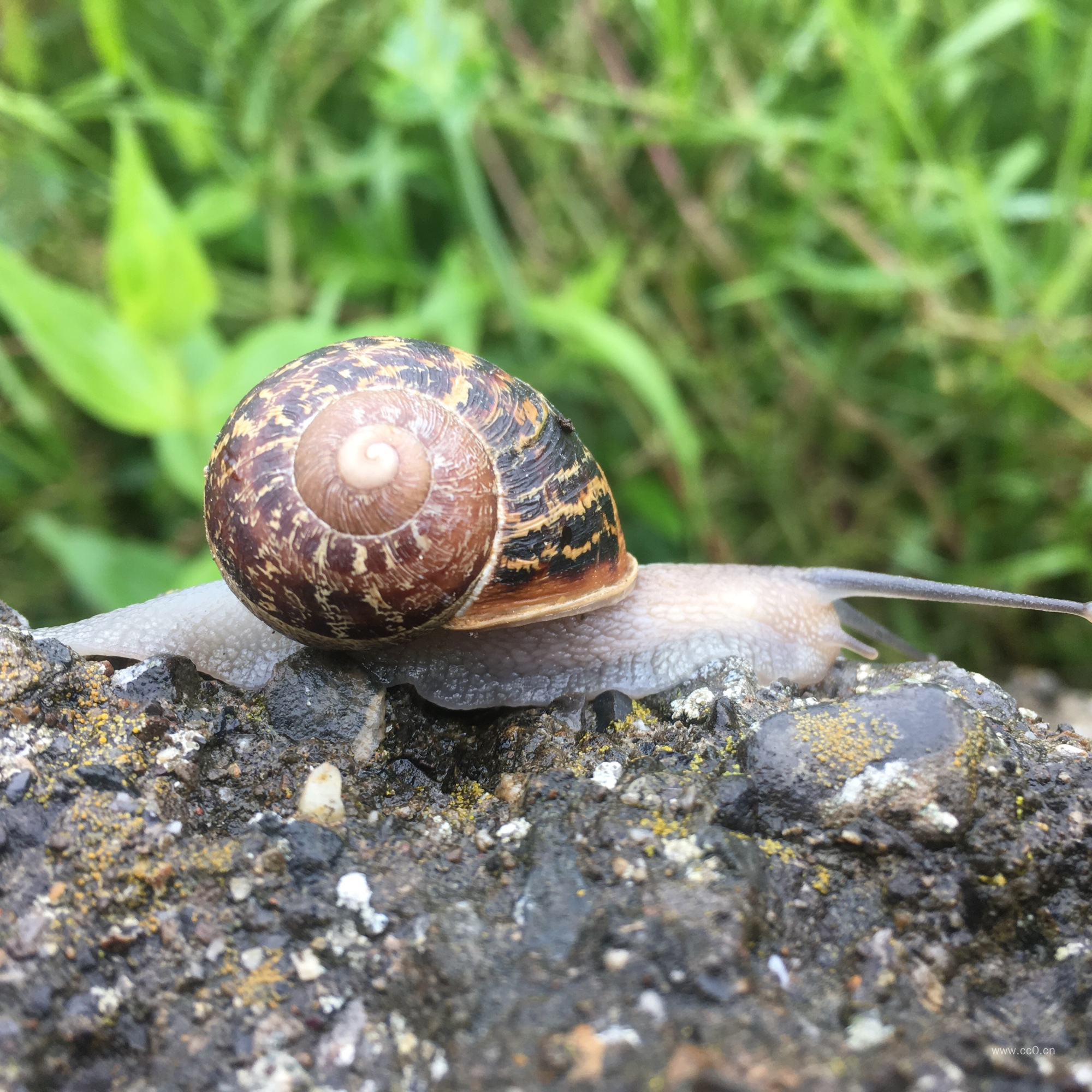 软体动物蜗牛图片