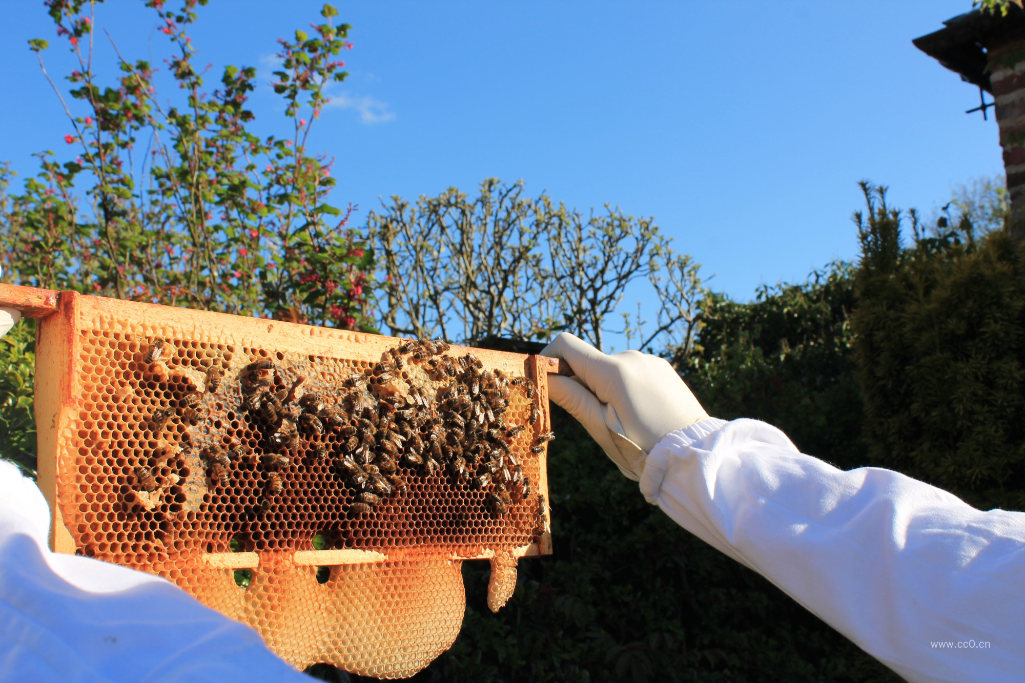 养蜂人手拿蜜蜂蜂巢