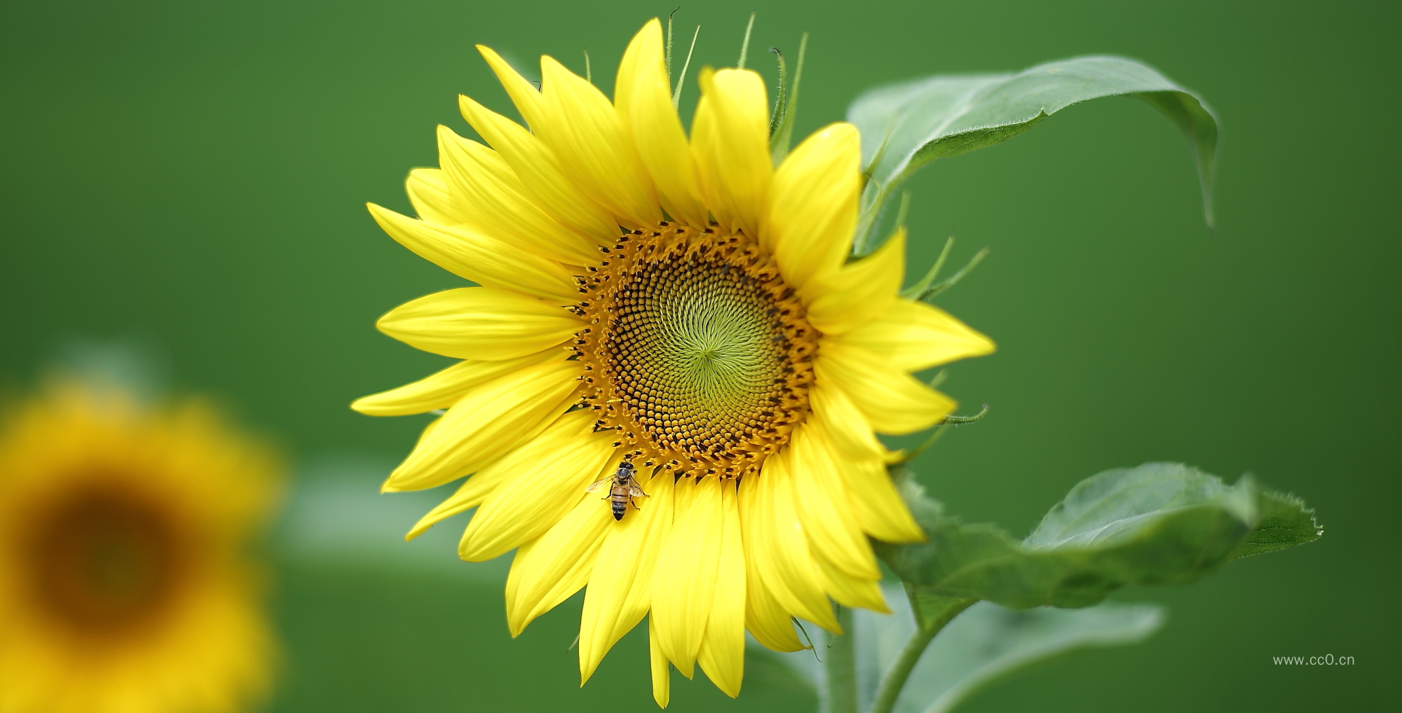 向日葵与蜜蜂图片