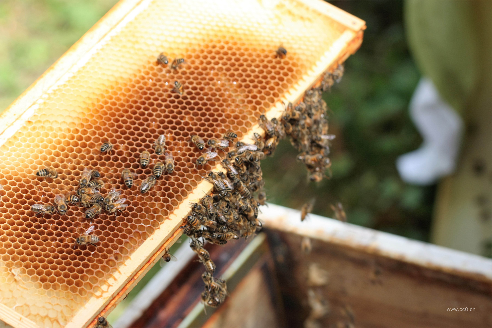 家养蜜蜂蜂巢图片
