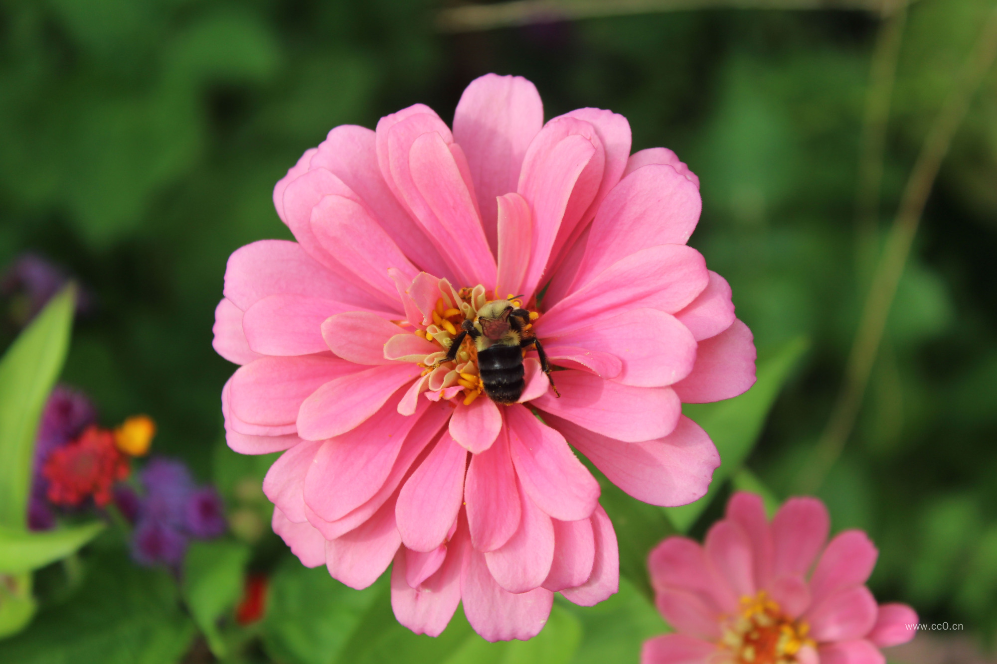 粉红色百日菊的图片