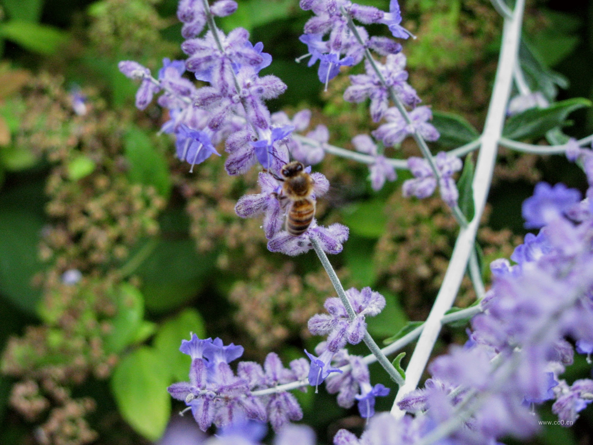 蜜蜂与蓝紫色的野花