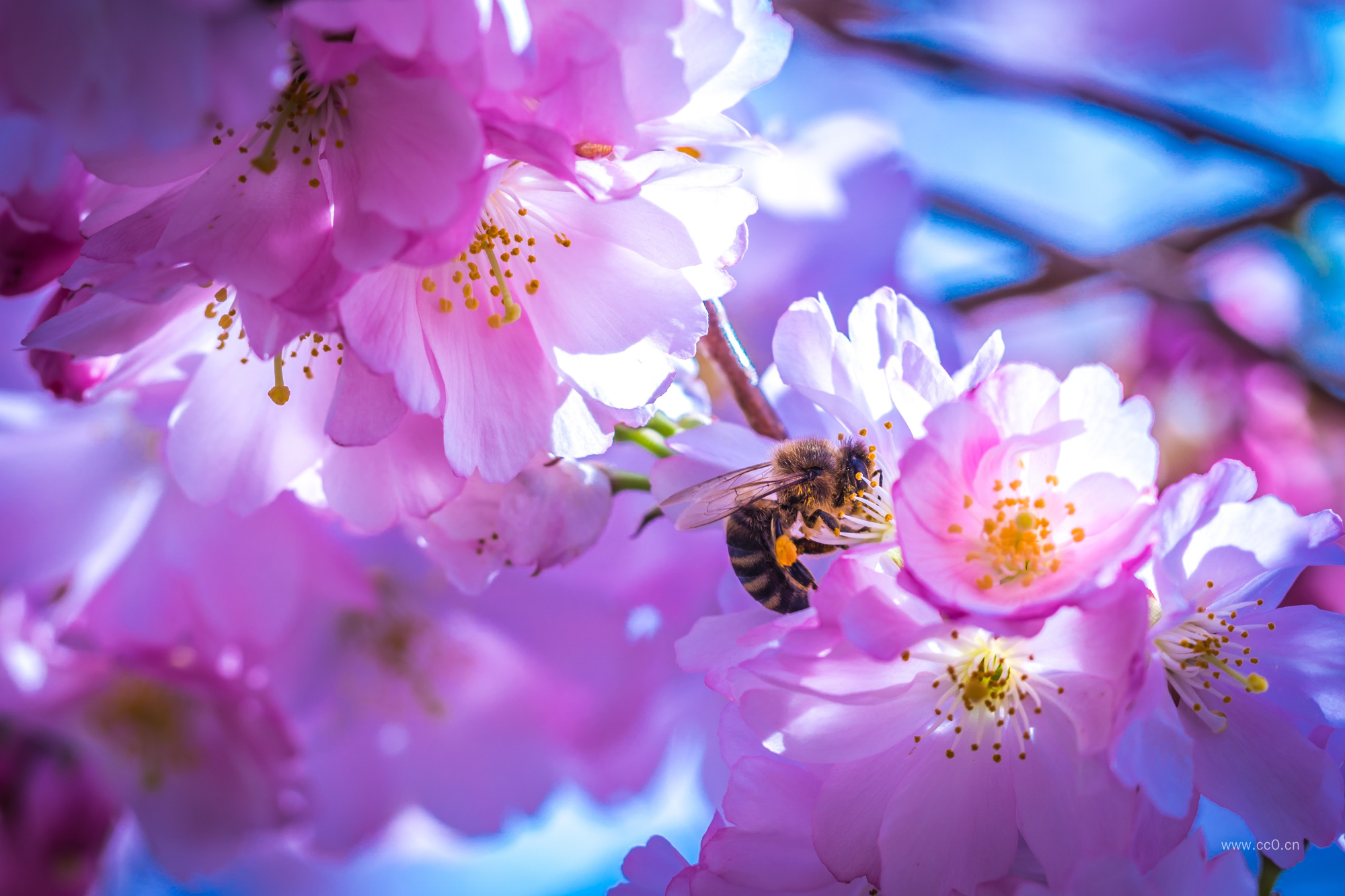 春天的樱花与蜜蜂的图片