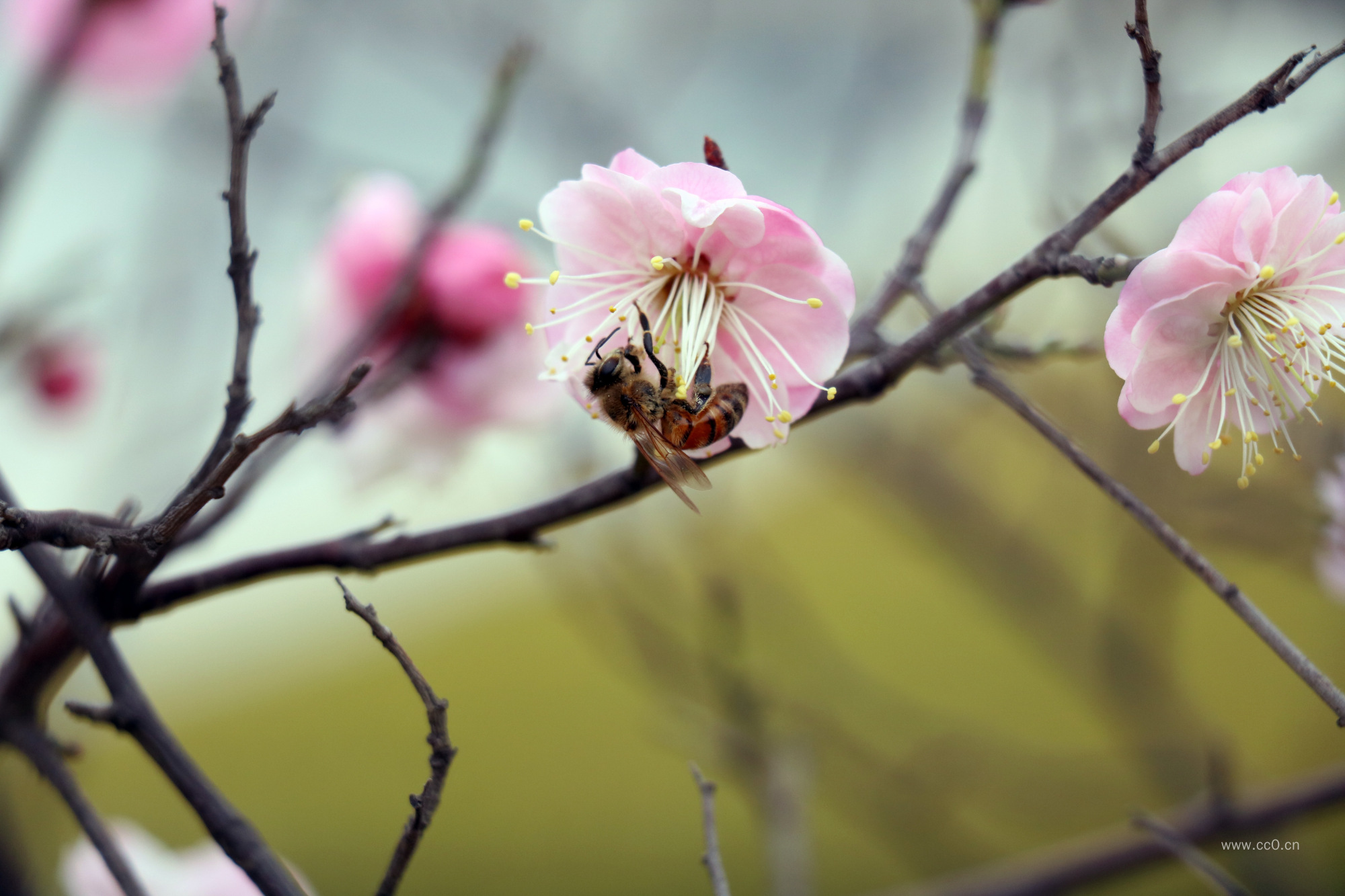 春天采花的蜜蜂