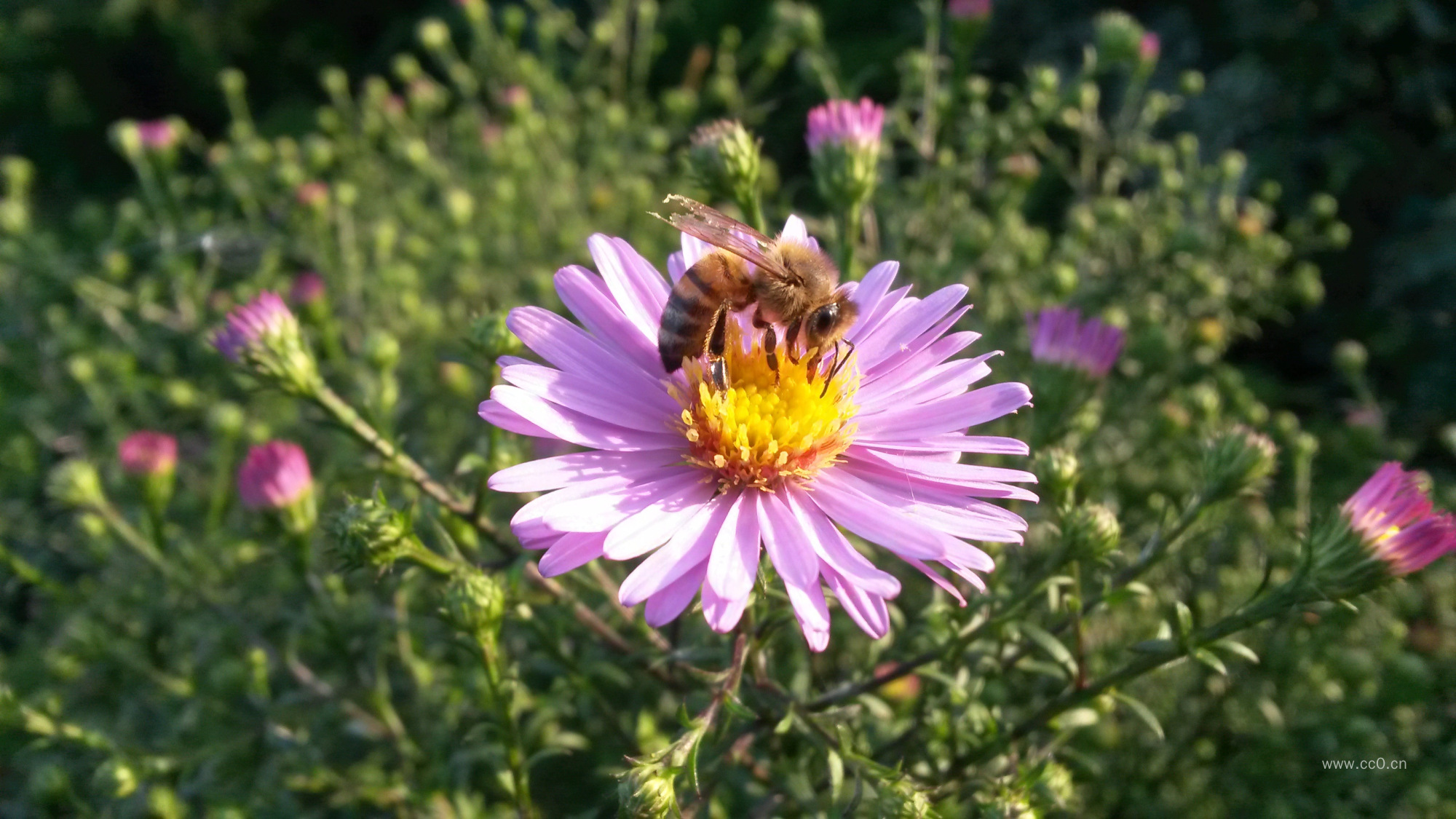 蜜蜂采花与菊科花朵图片