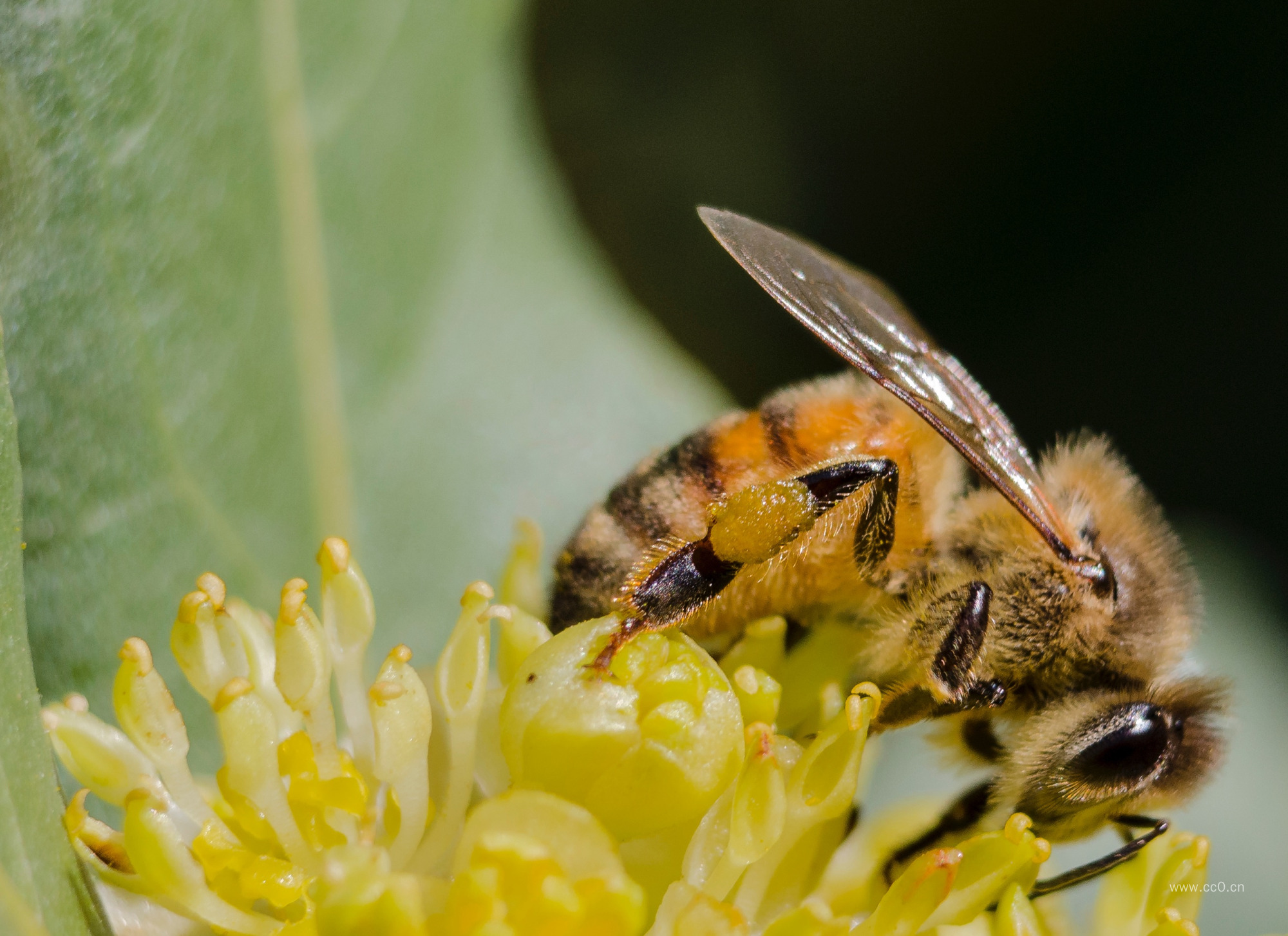 蜜蜂采花特写图片
