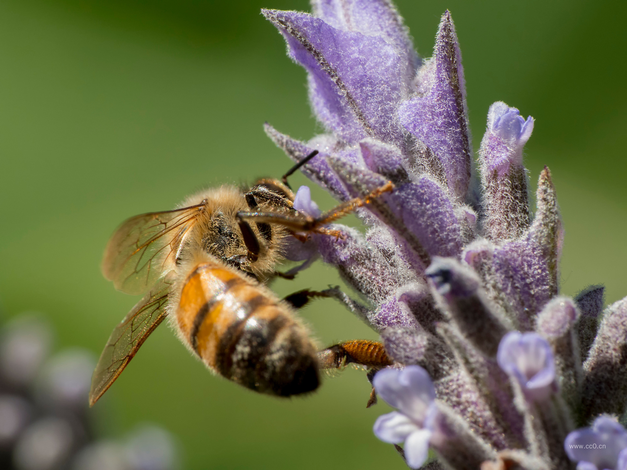 蜜蜂采花的特写图片