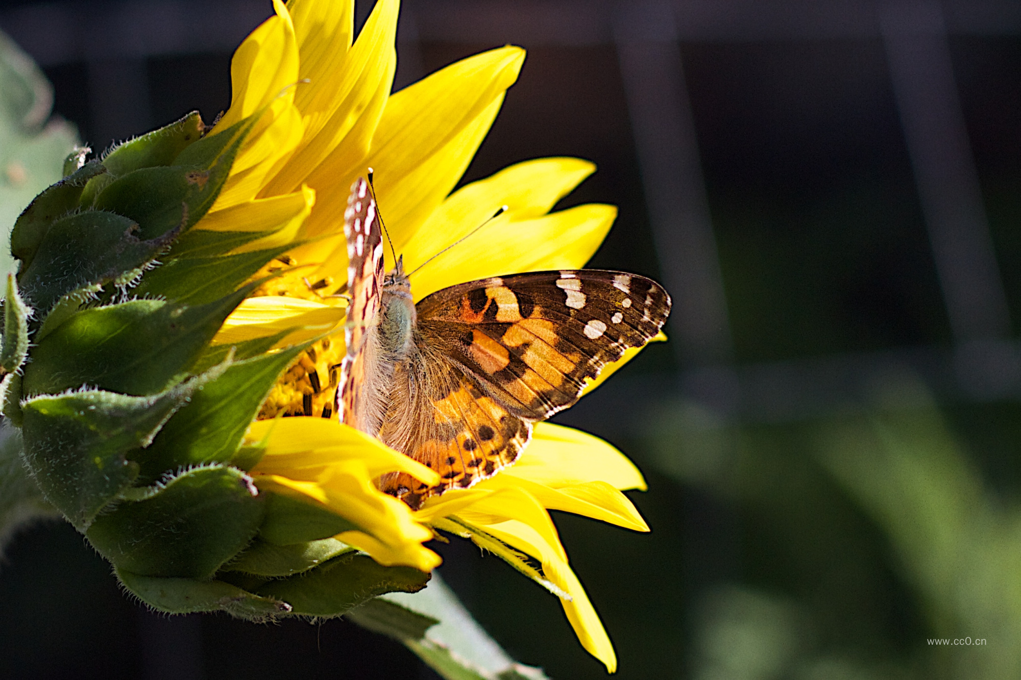 向日葵花朵上的蝴蝶