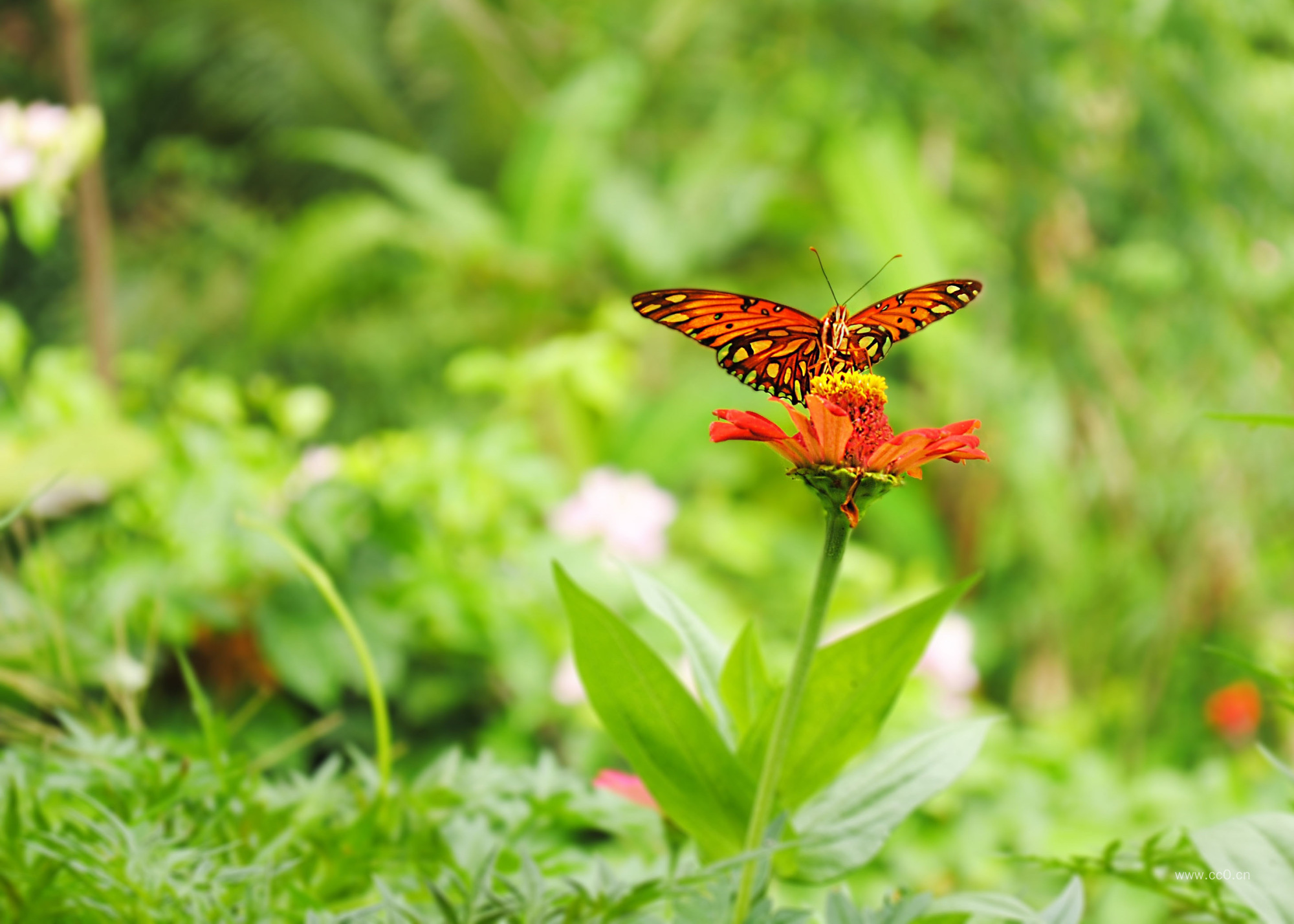 花朵上的蛱蝶图片