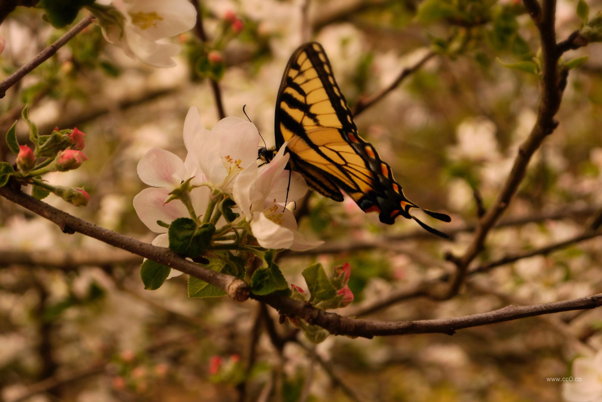 苹果花上的蝴蝶图片
