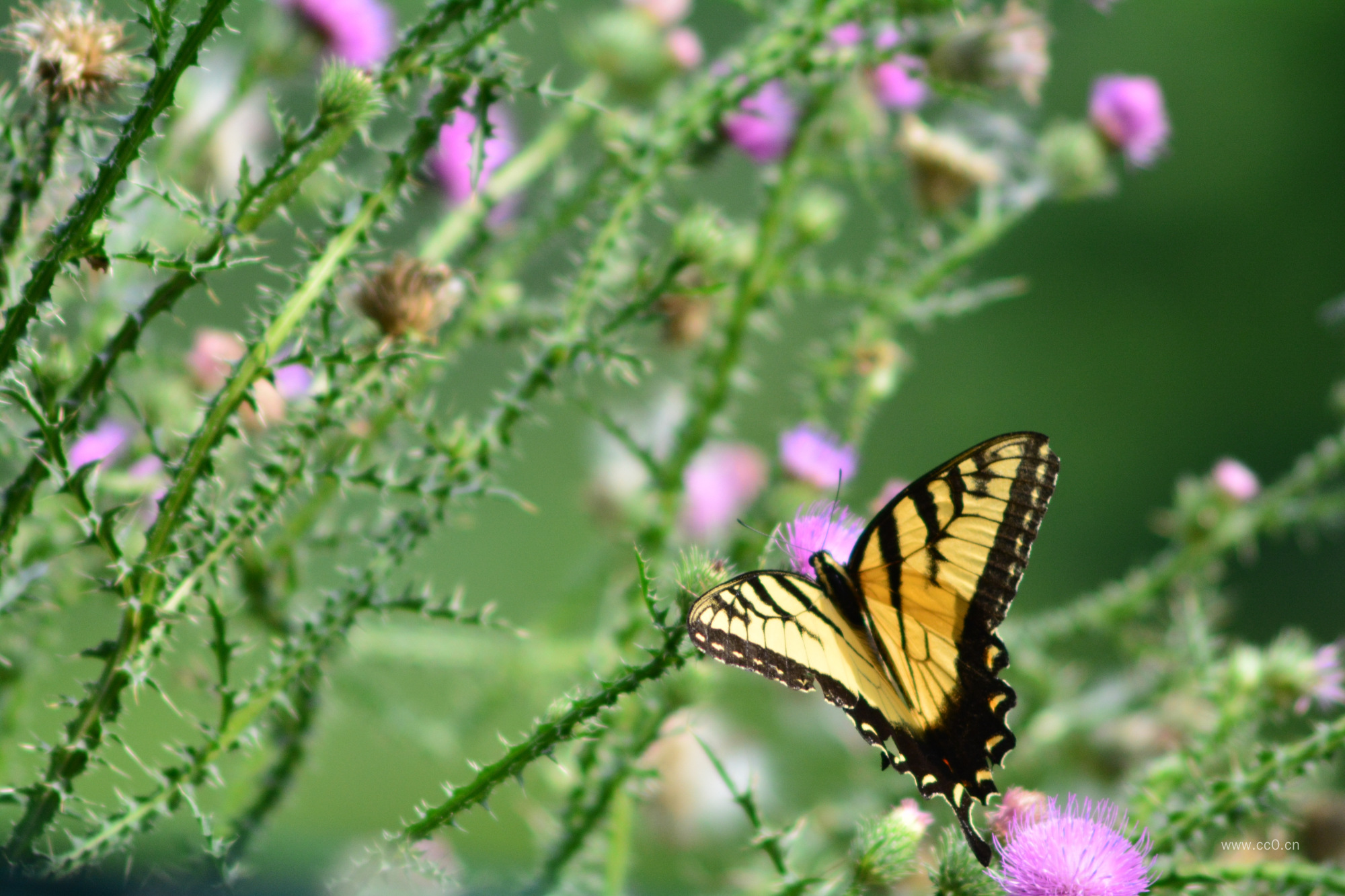 蝴蝶采野花的图片