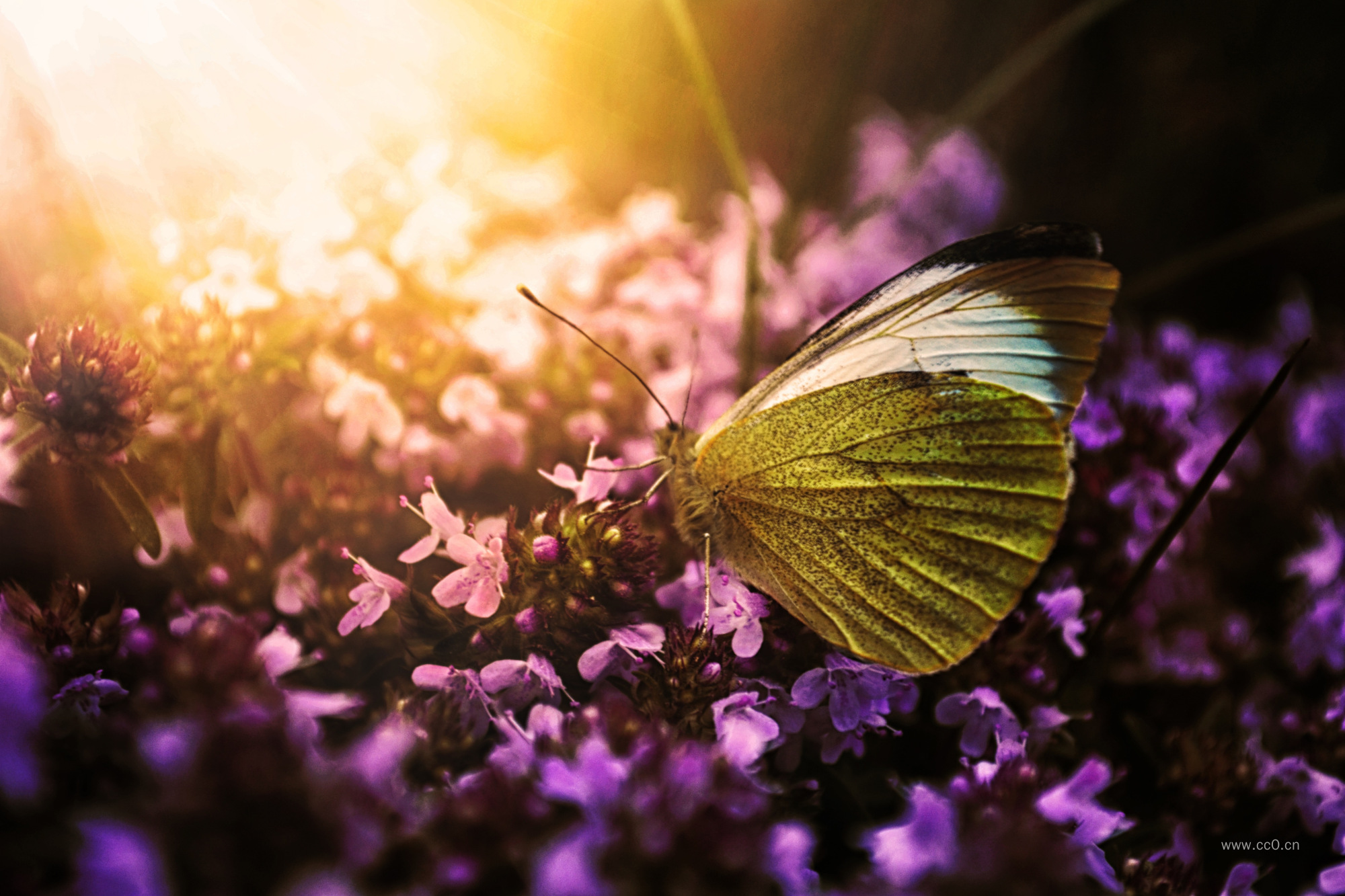 阳光下的蝴蝶与花