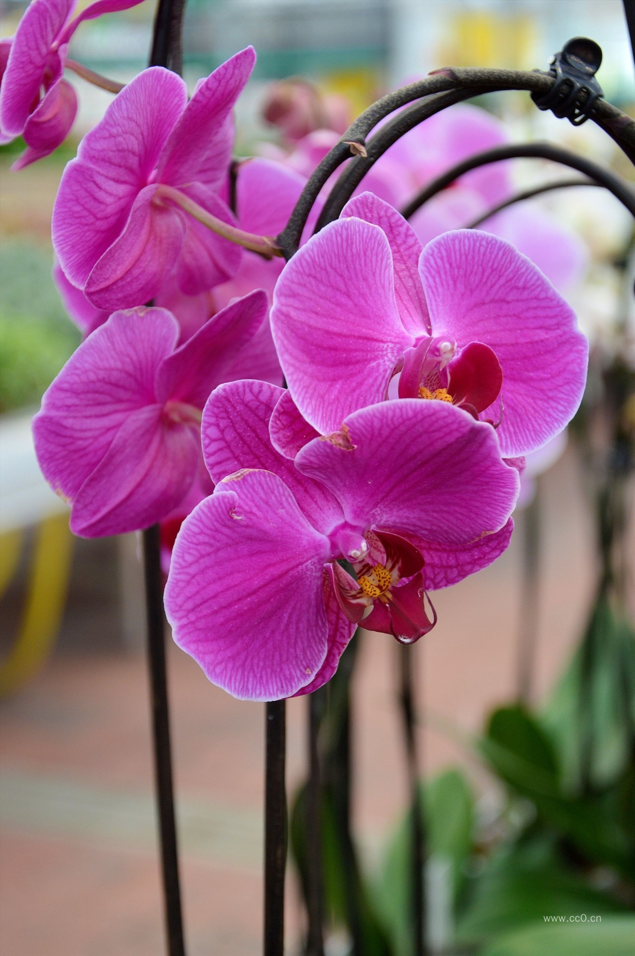 漂亮的蝴蝶兰花图片