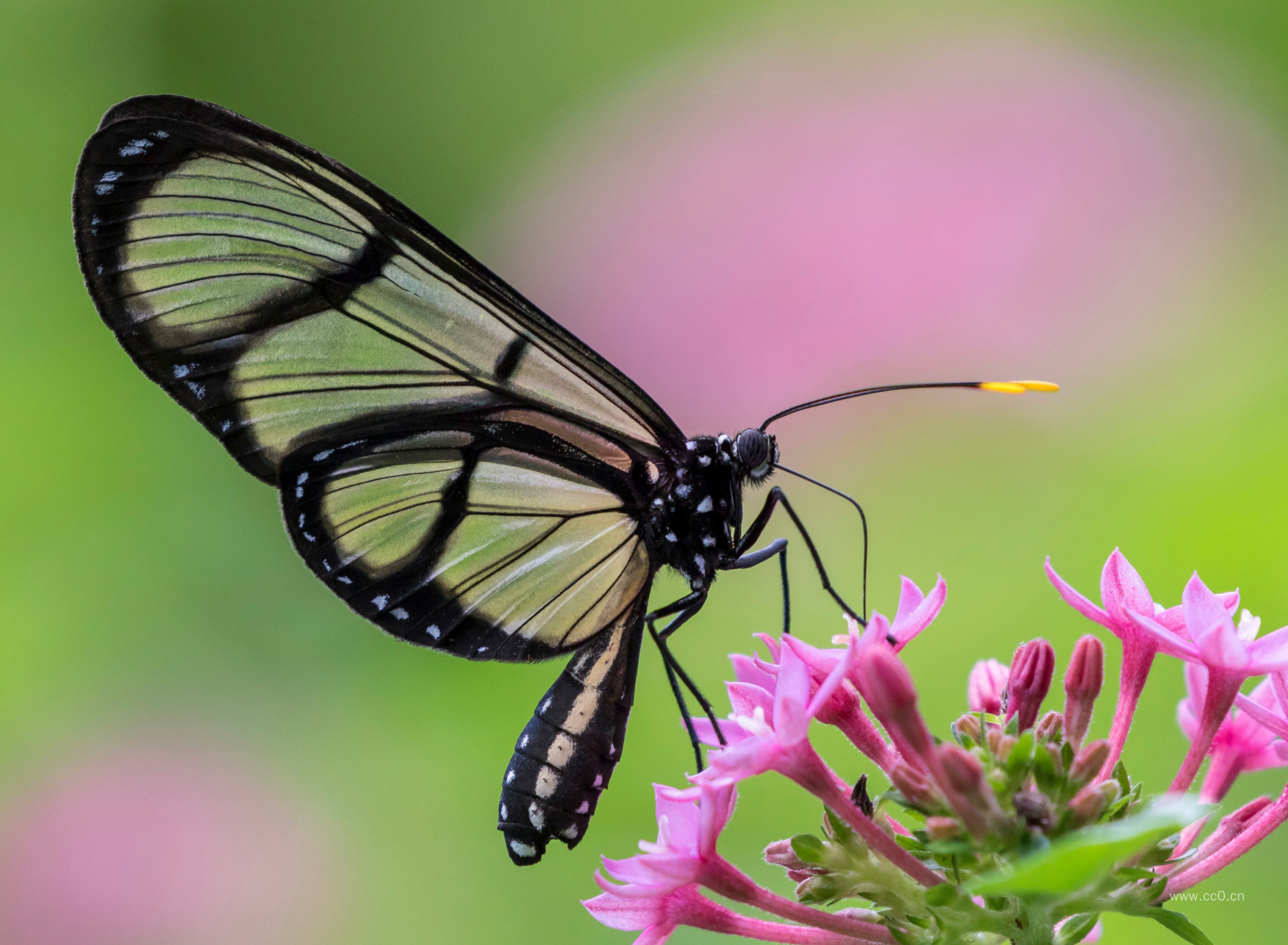 蝴蝶采花朵特写图片