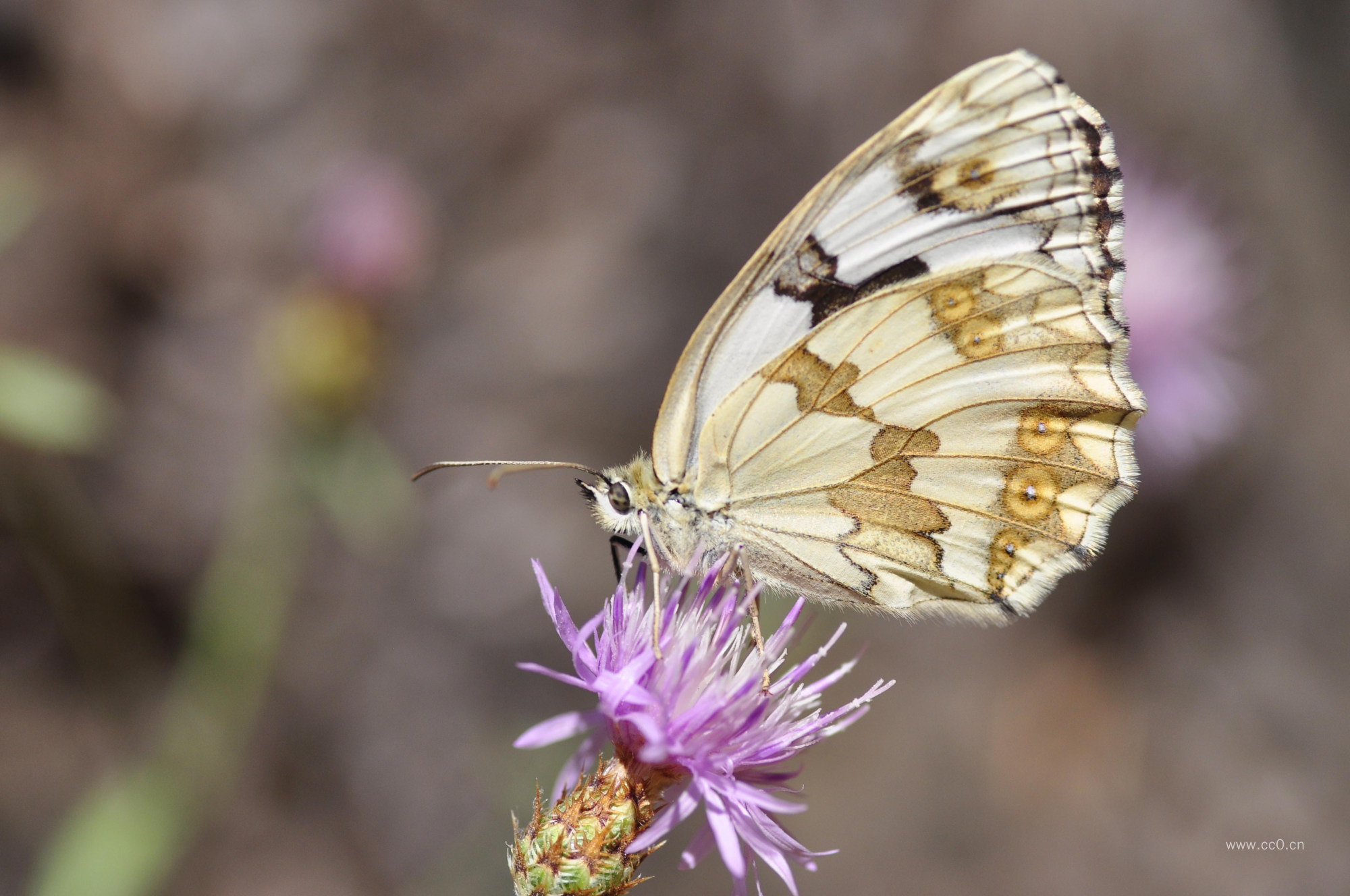 蝴蝶采花特写图片