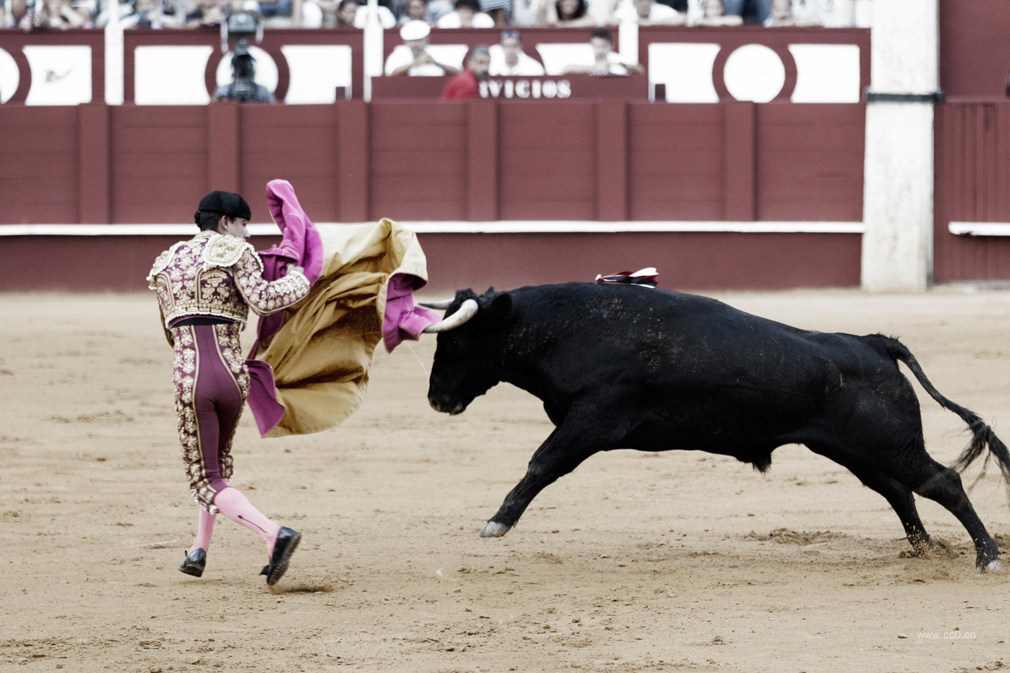 西班牙斗牛的勇士与公牛图片