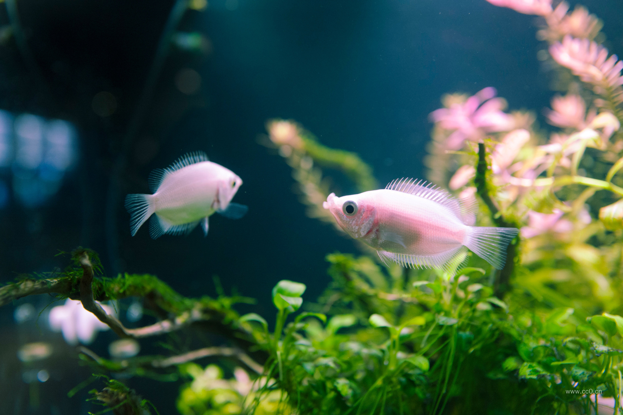 水族馆的彩裙鱼图片