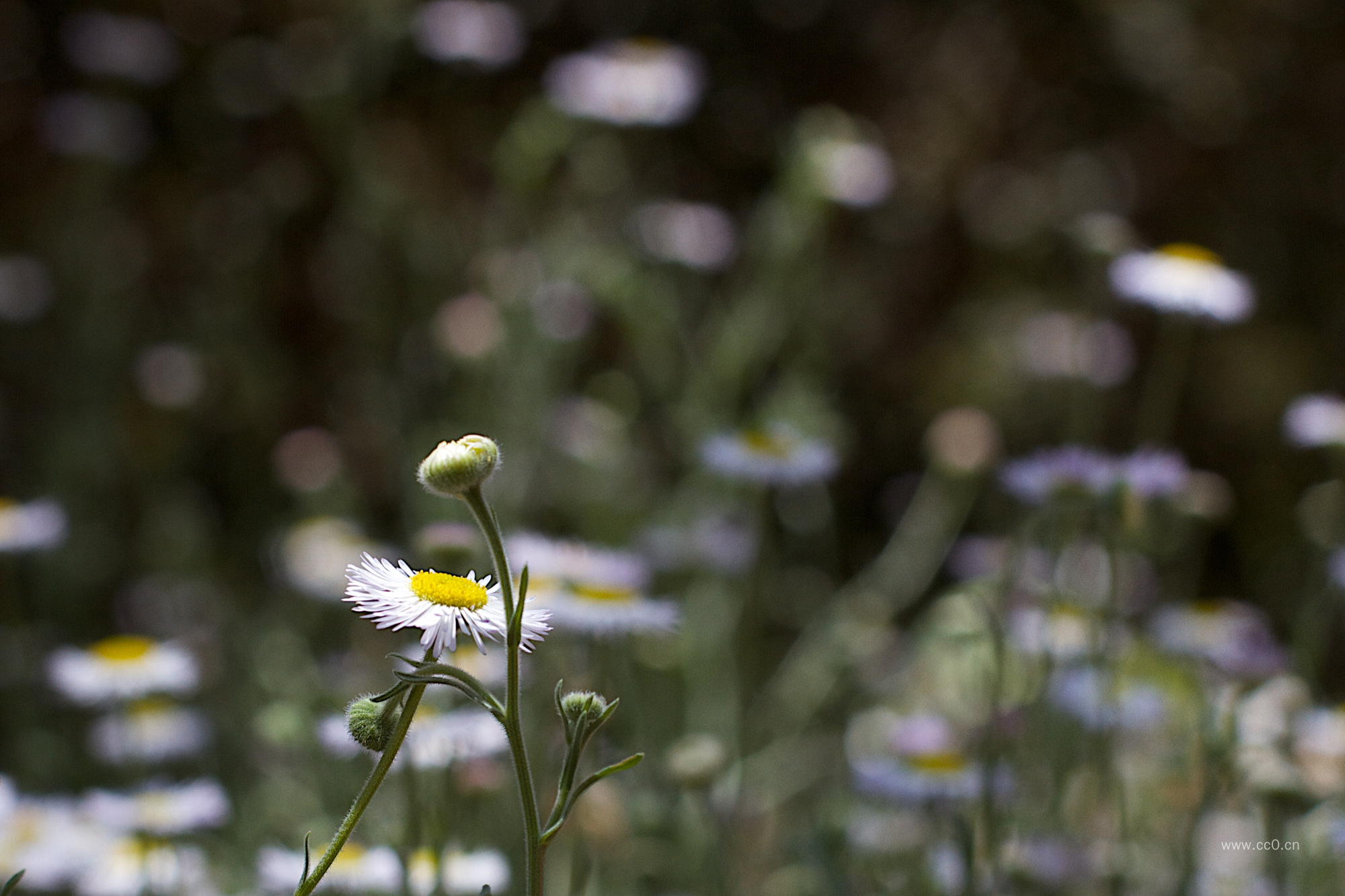 一年蓬花朵与花骨朵
