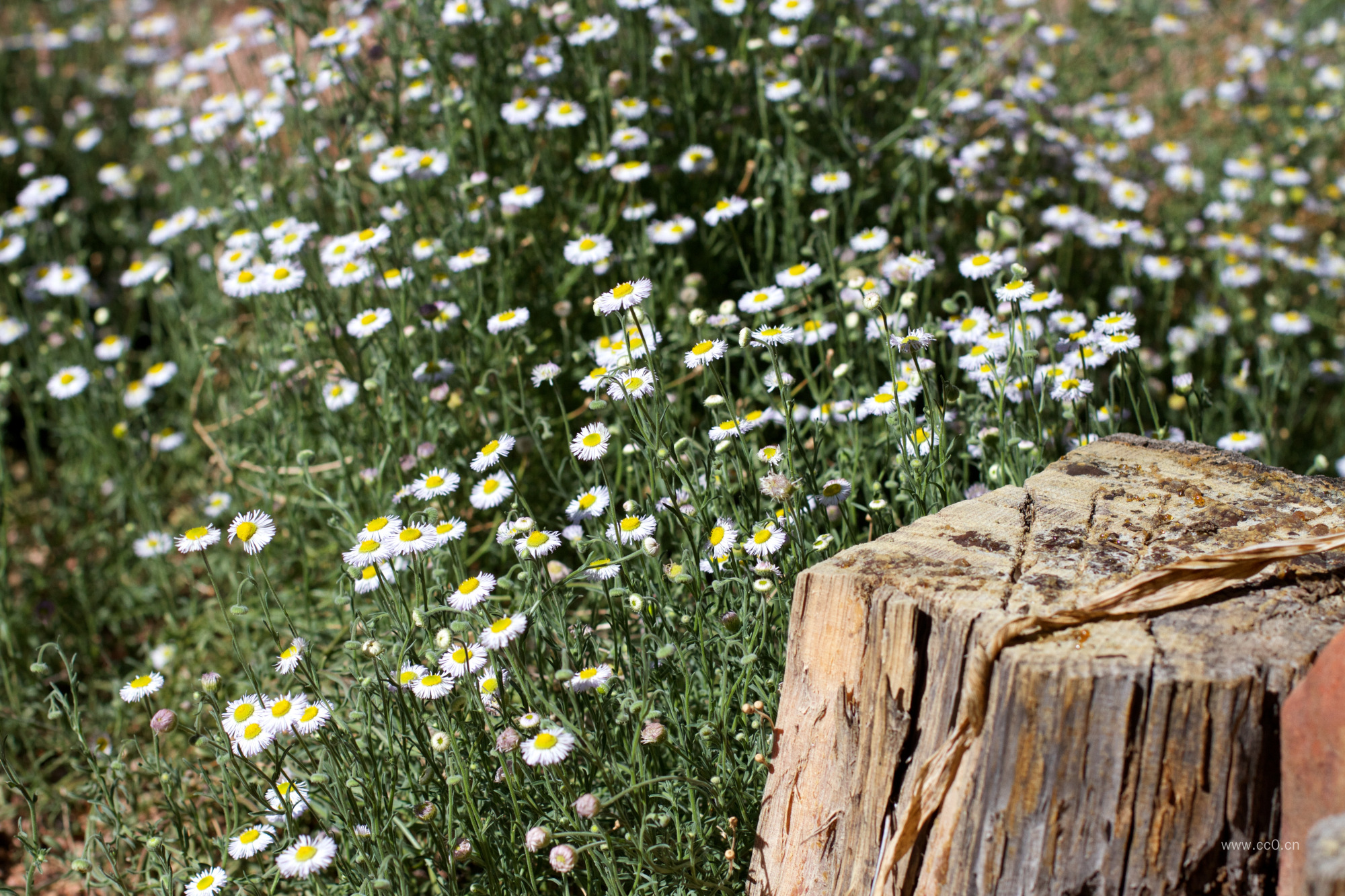 一年蓬菊科野花图片