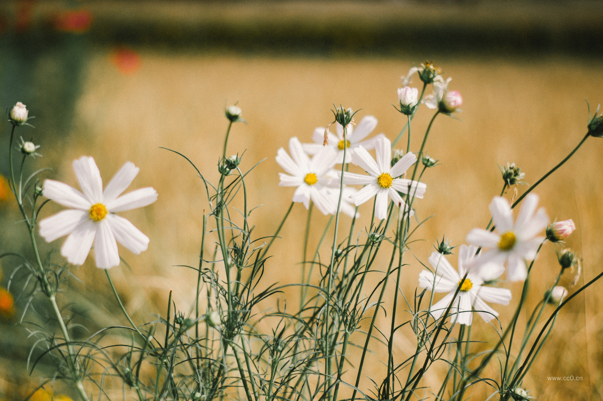 白色的野花花朵