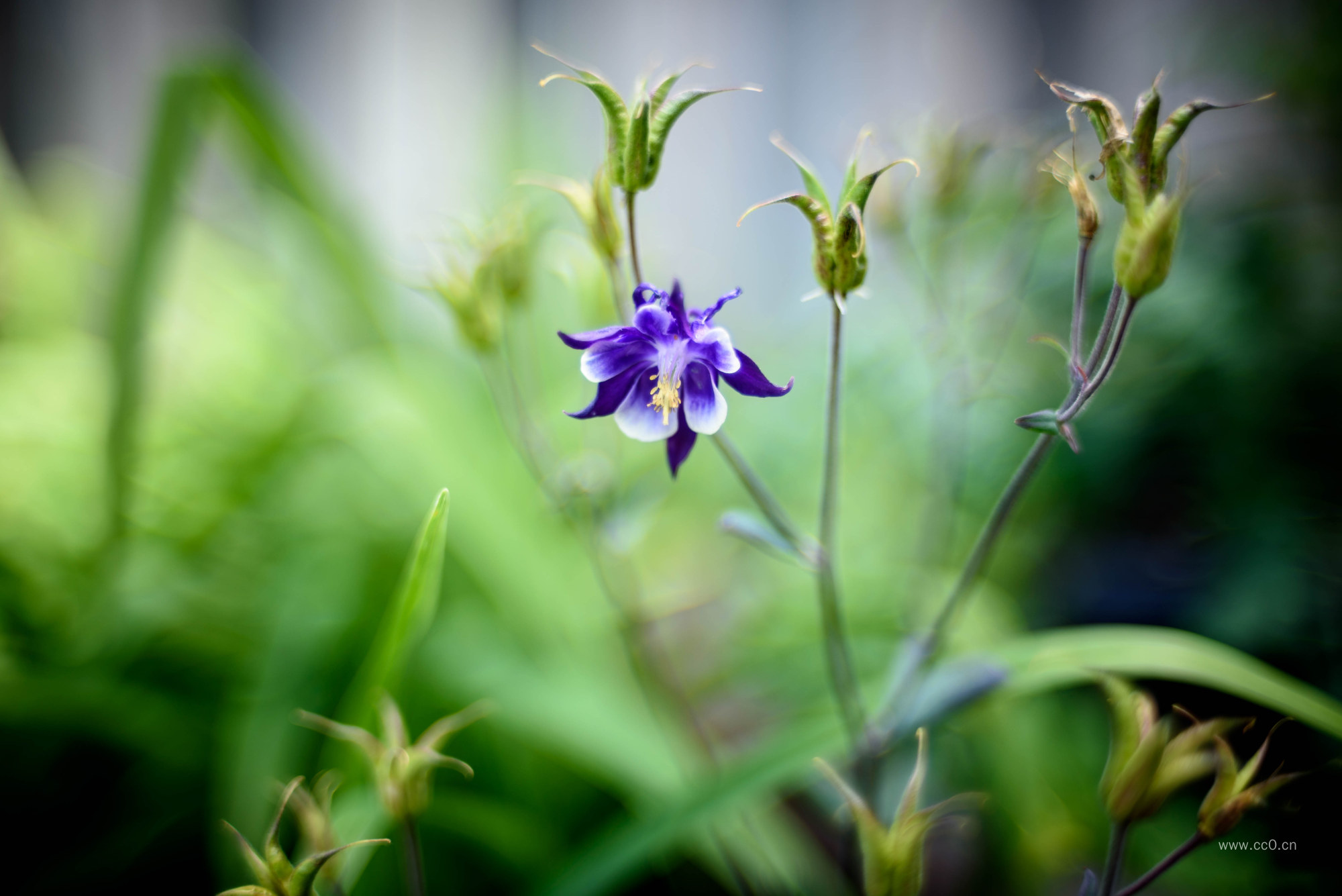 蓝色的野花花朵