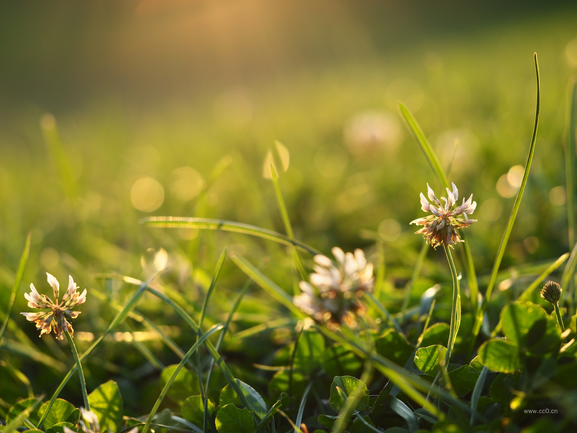 阳光下的三叶草花朵图片