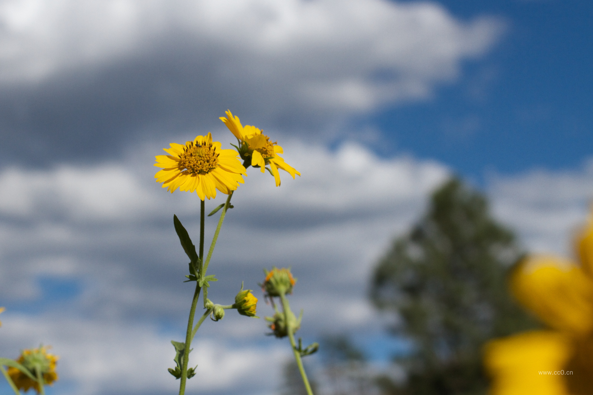 黄色的菊科野花图片