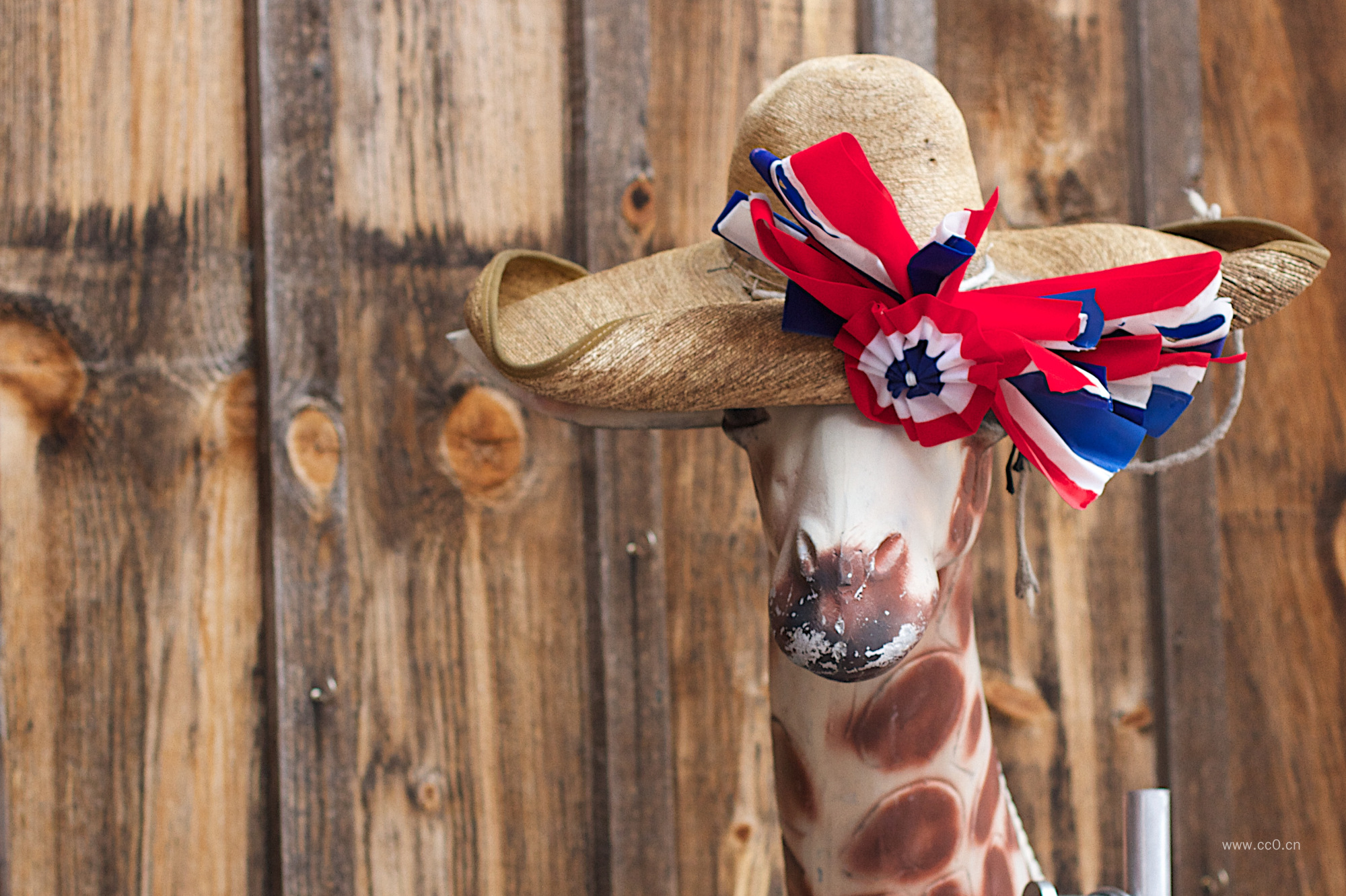 戴帽子的长颈鹿