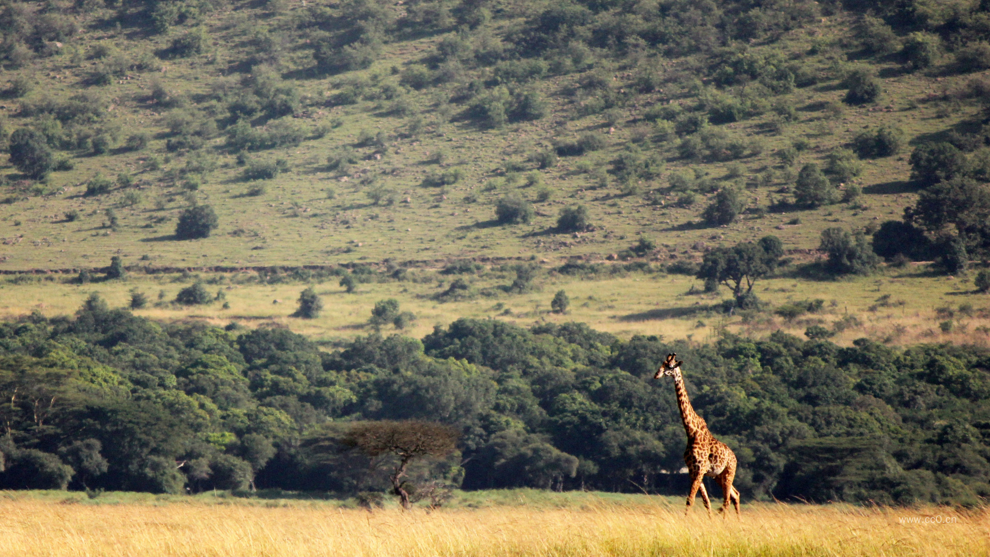 草原上的长颈鹿图片
