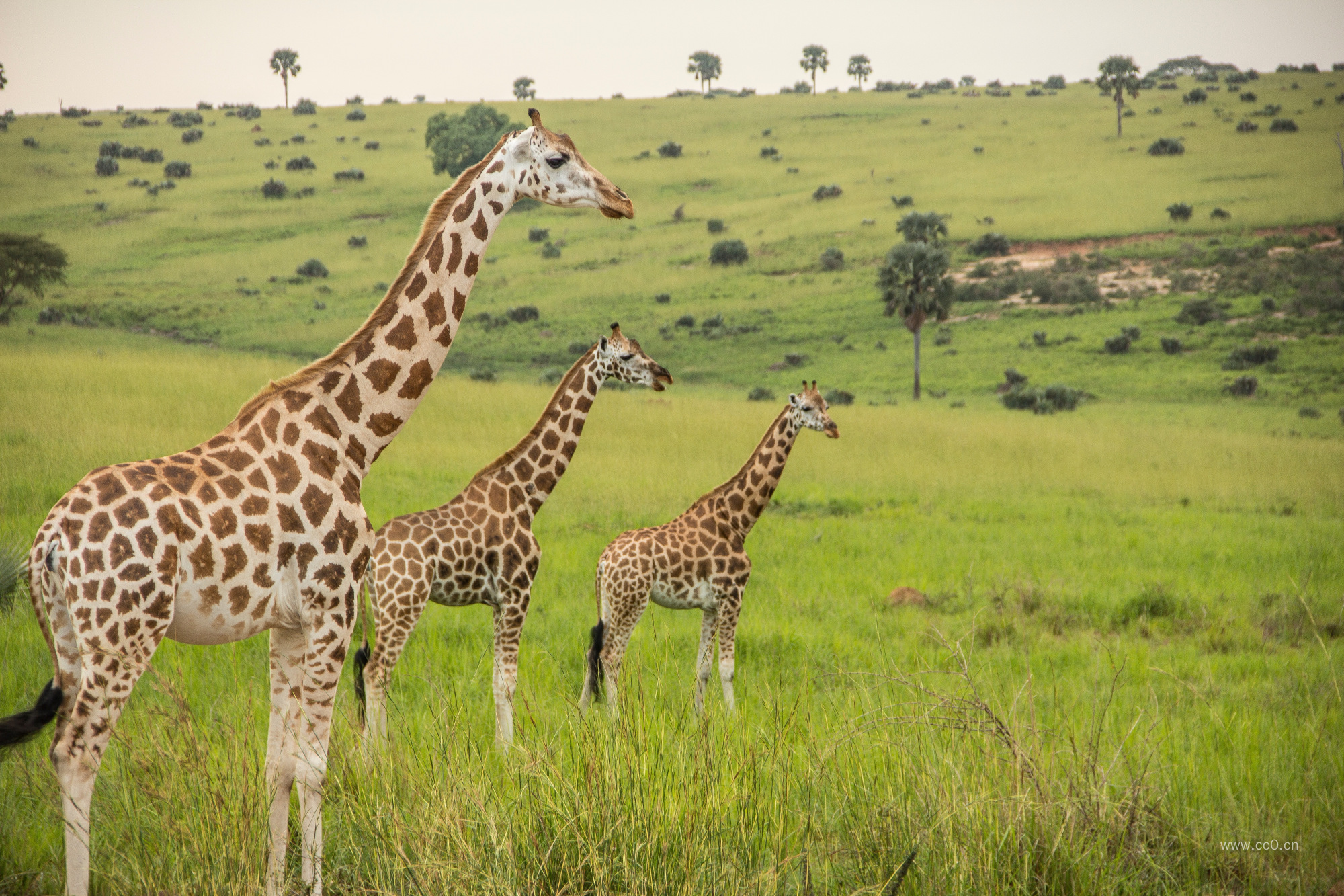 草原上的长颈鹿图片