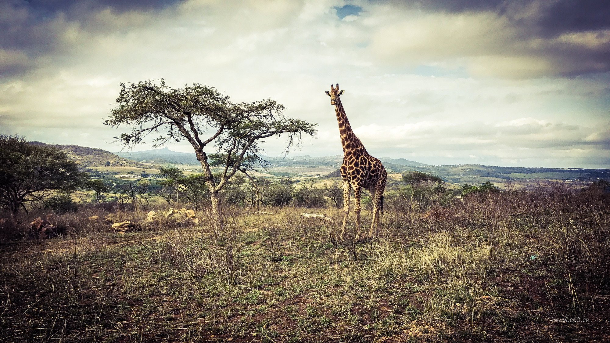 草原的长颈鹿与树