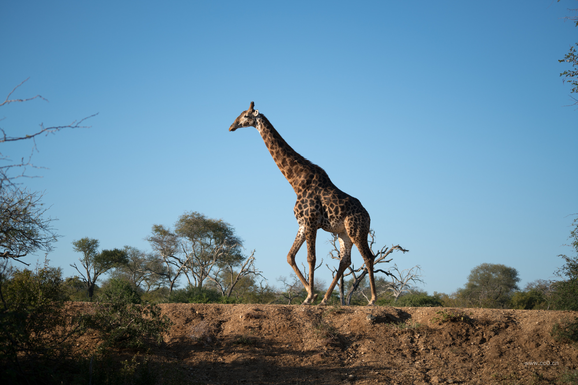 蓝天下的长颈鹿