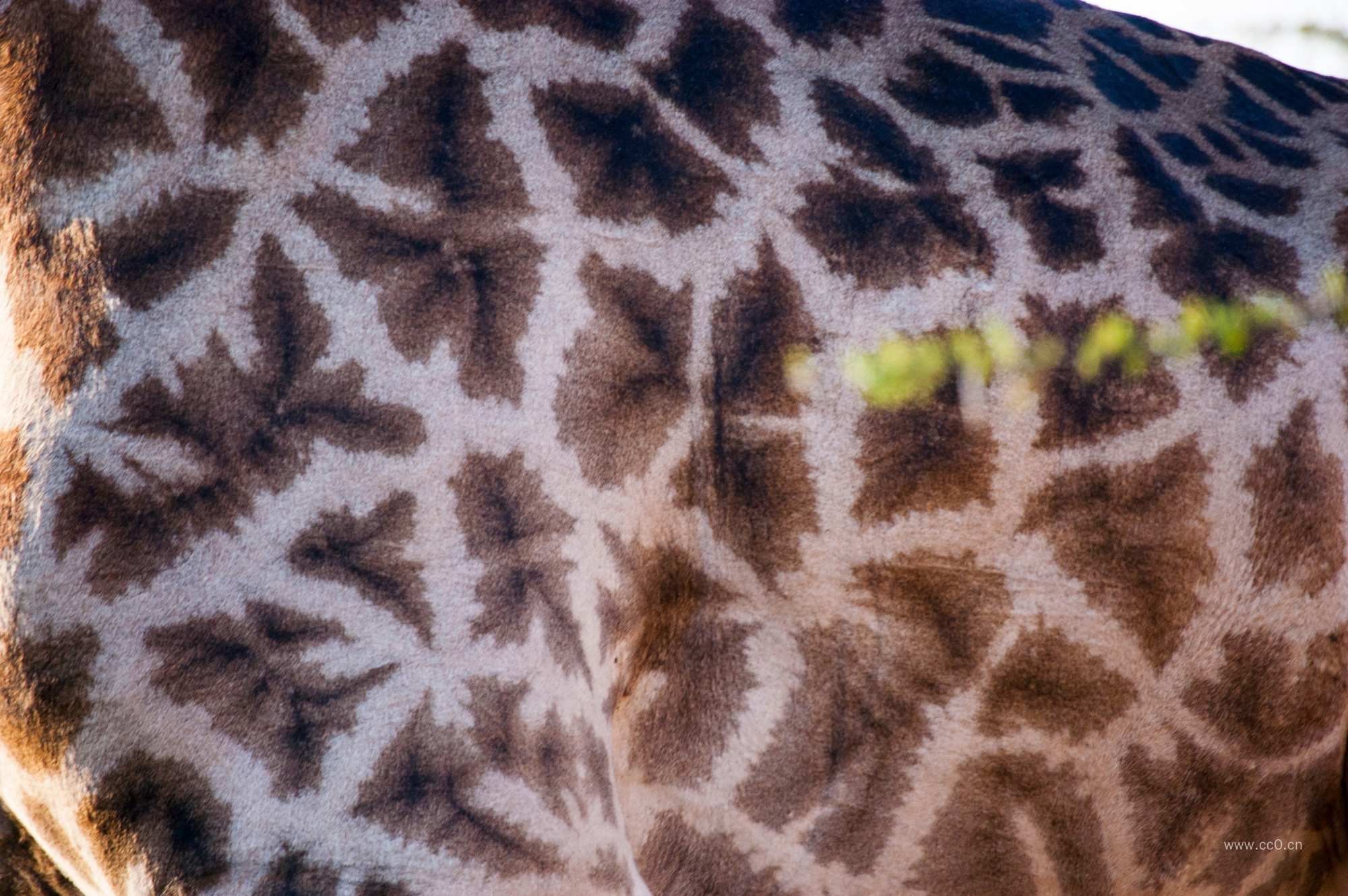 长颈鹿皮毛图案背景